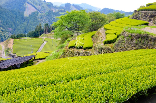 126 里山の新芽茶畑風景