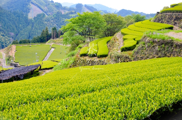 126 里山の新芽茶畑風景