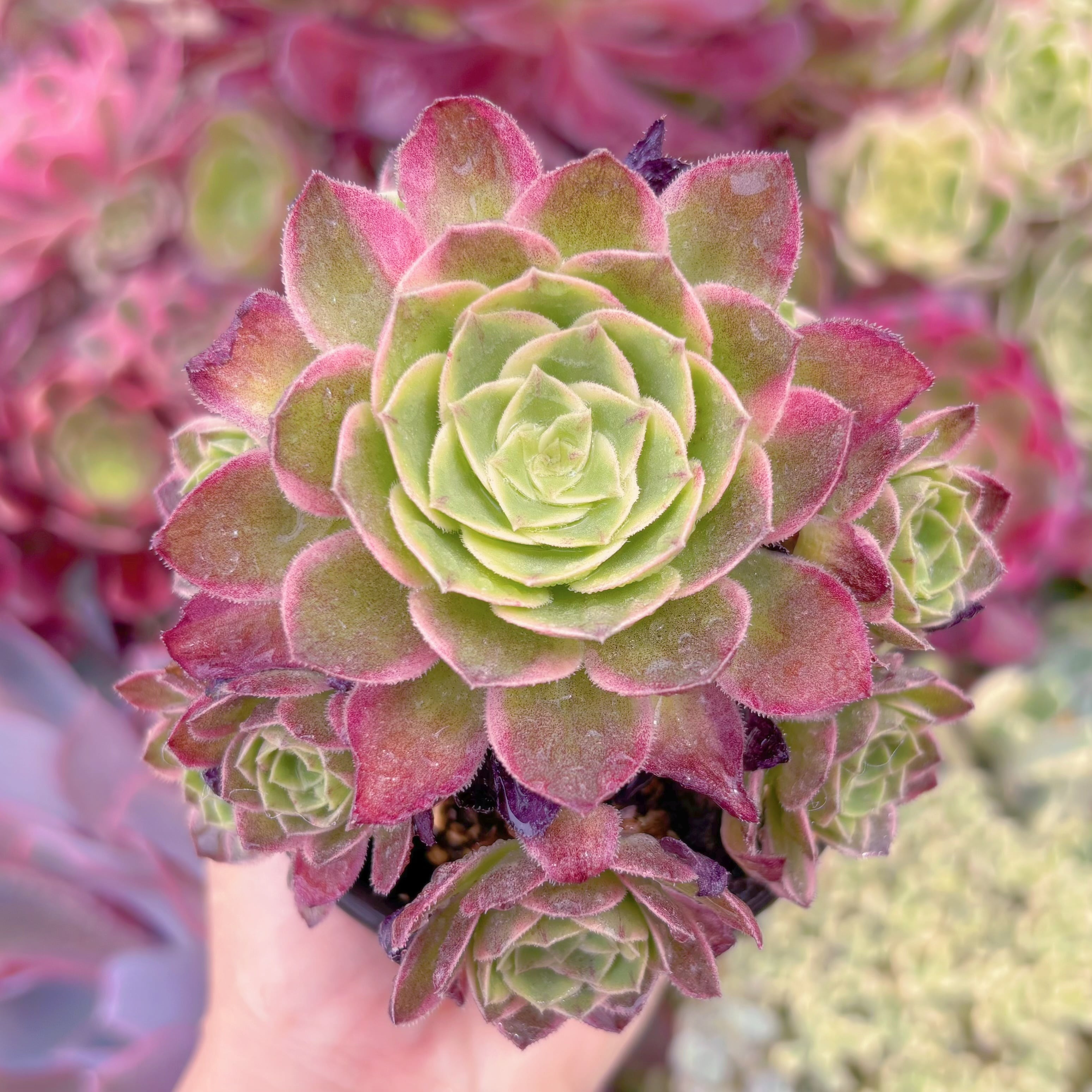 現品　海王#768　群生　るる農園