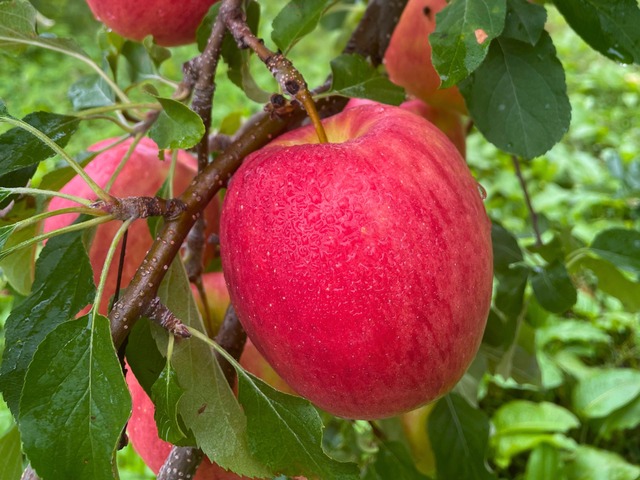 馬糞たい肥で育てたUMAPPLE2kg ※施設