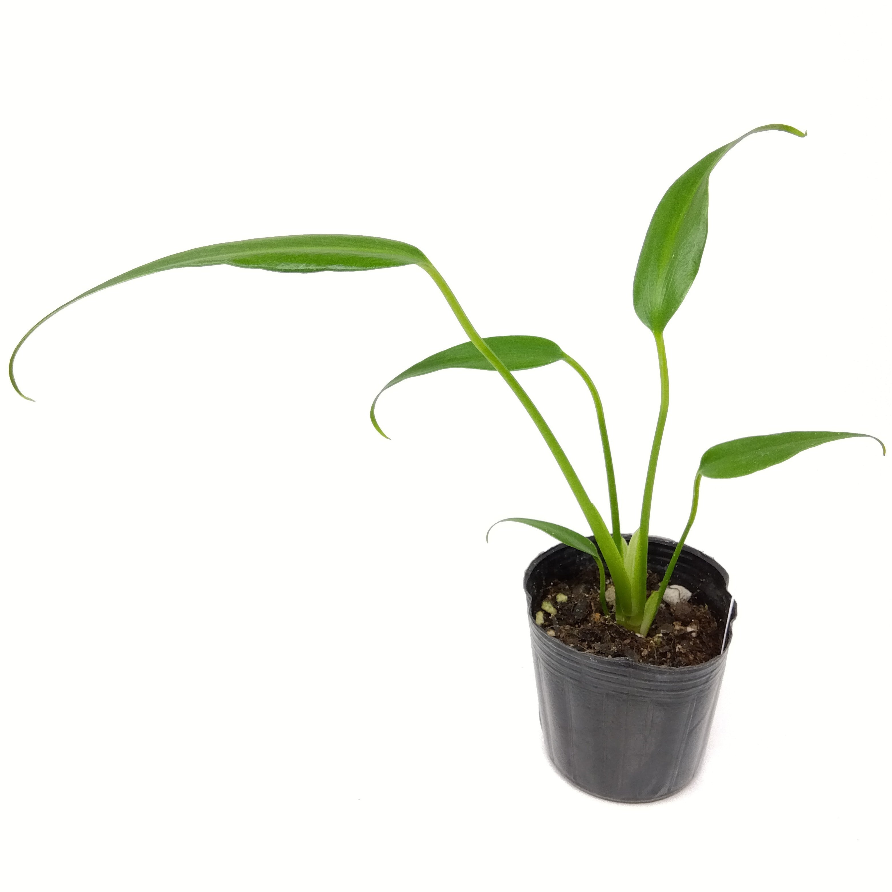 バールマルクスフレーム モンステラ モンステラ バールマルクス