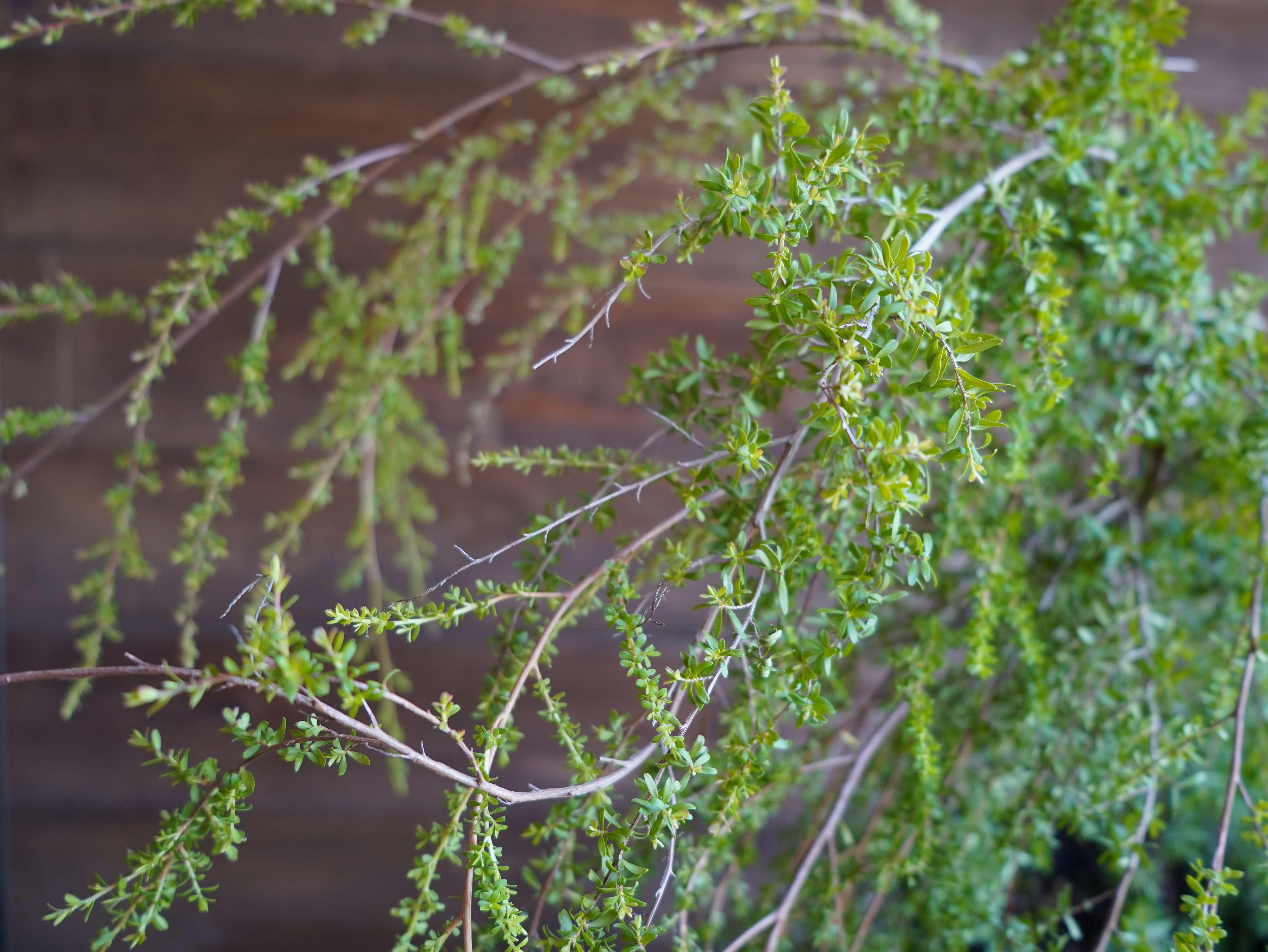 【現物】レプトスペルマム ”バーチカルドロップ” A