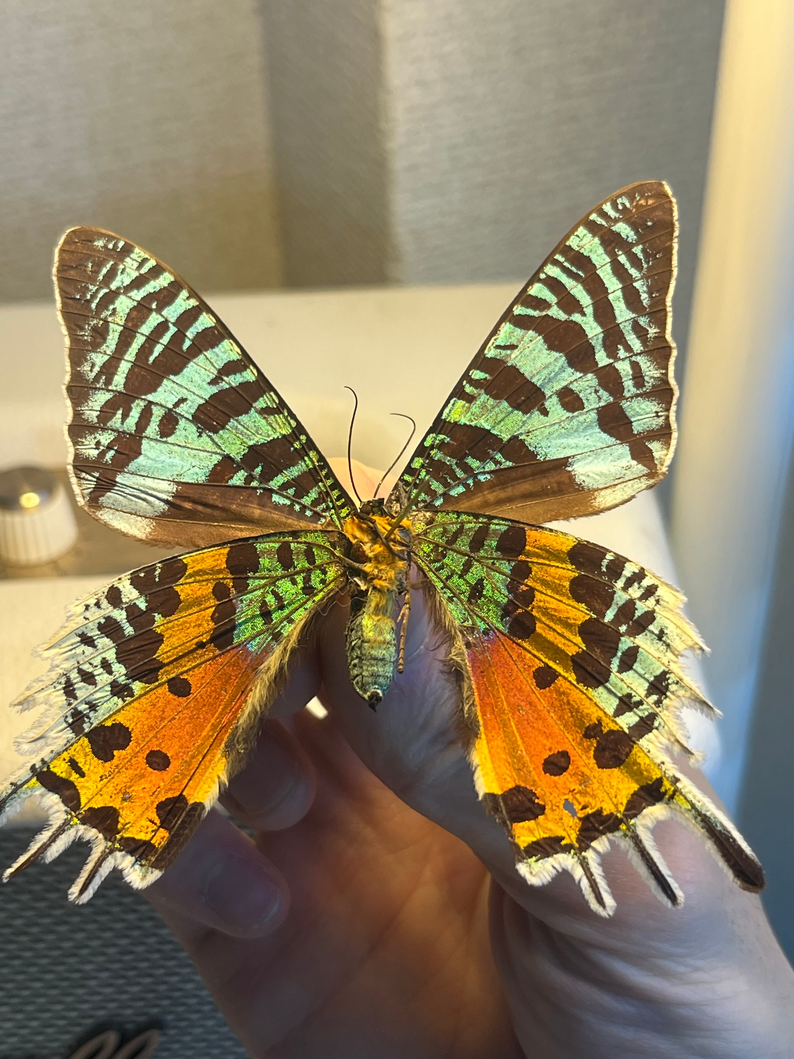 【蝶標本】テングアゲハ ペア！ オウゴンテングアゲハ [ペア] <shinkaii> (Tam-Dao , ベトナム産) 神秘