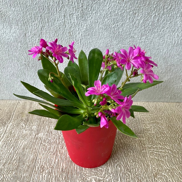 レウィシア エリーゼ 橋本種苗園