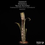 【reserved】Quesnelia 'Rafael Oliveira'〔ネオレゲリア〕現品発送Q0027