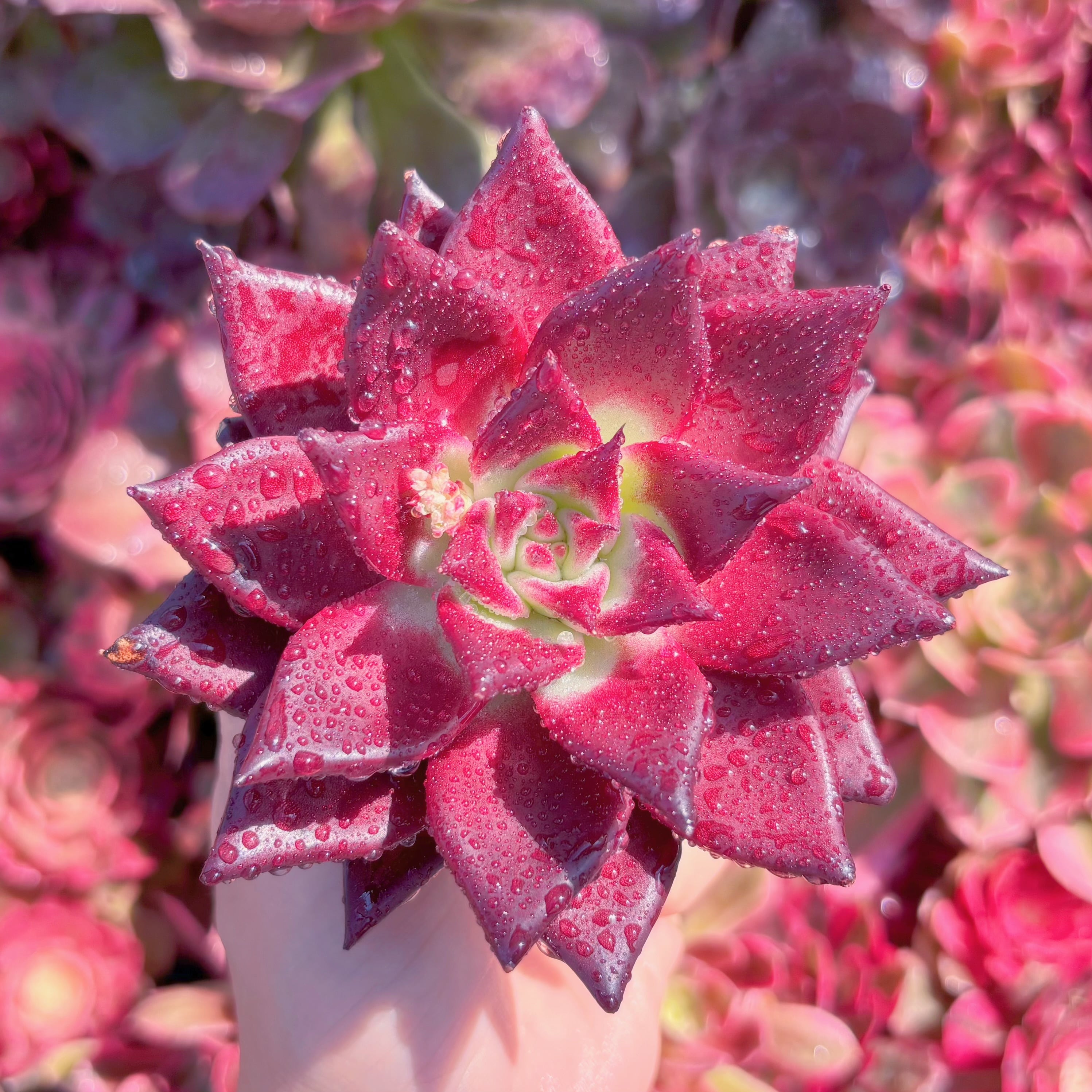 多肉植物　ロメオルビン(M)　新入荷　るる農園