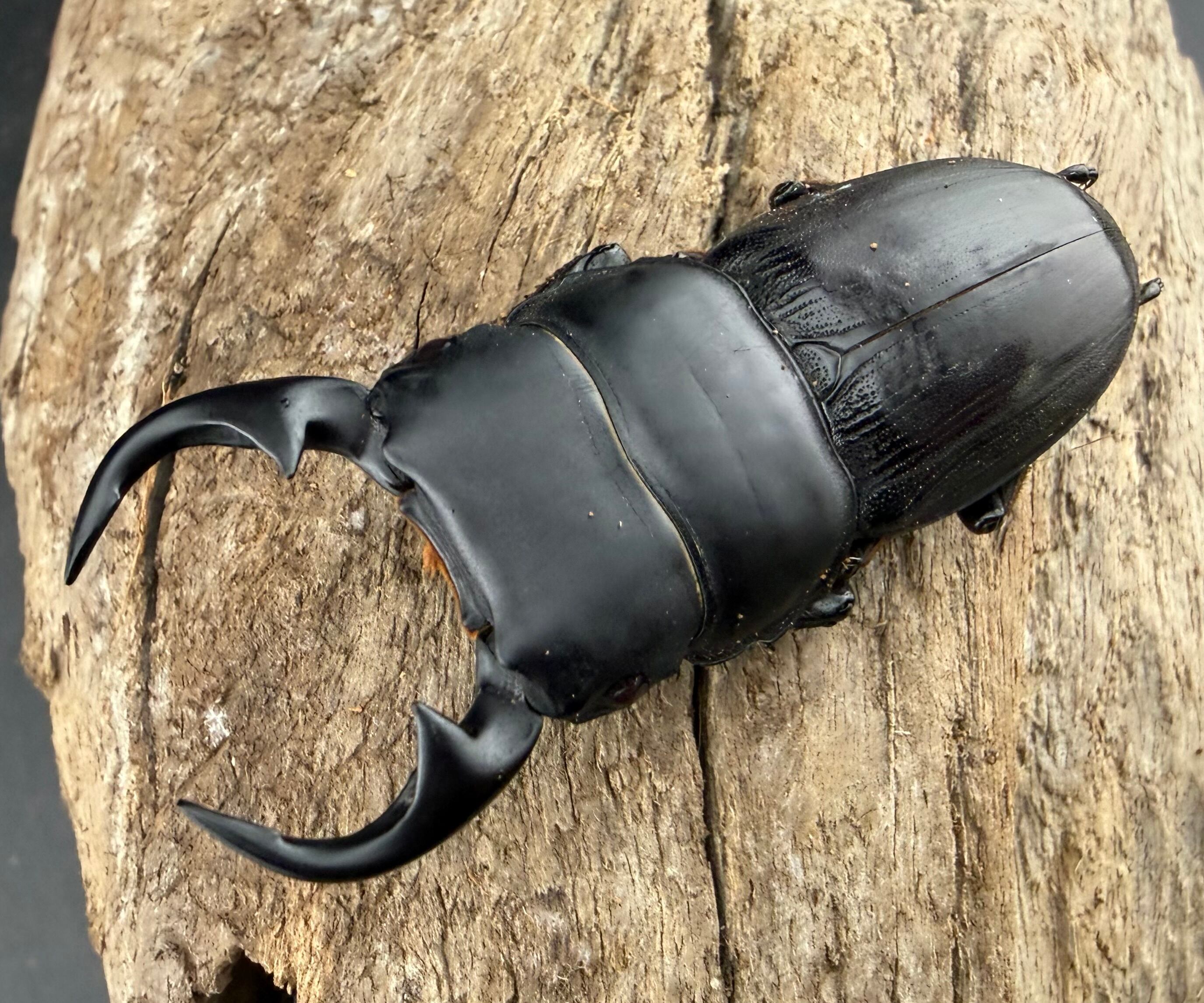 外国産クワガタ生体 | KPW公式オンラインショップ