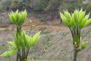 早期予約受付中 天然山菜 山菜の女王　こしあぶら/５００ｇ 自然の恵み　限定予約販売　山形県飯豊連峰便 送料無料