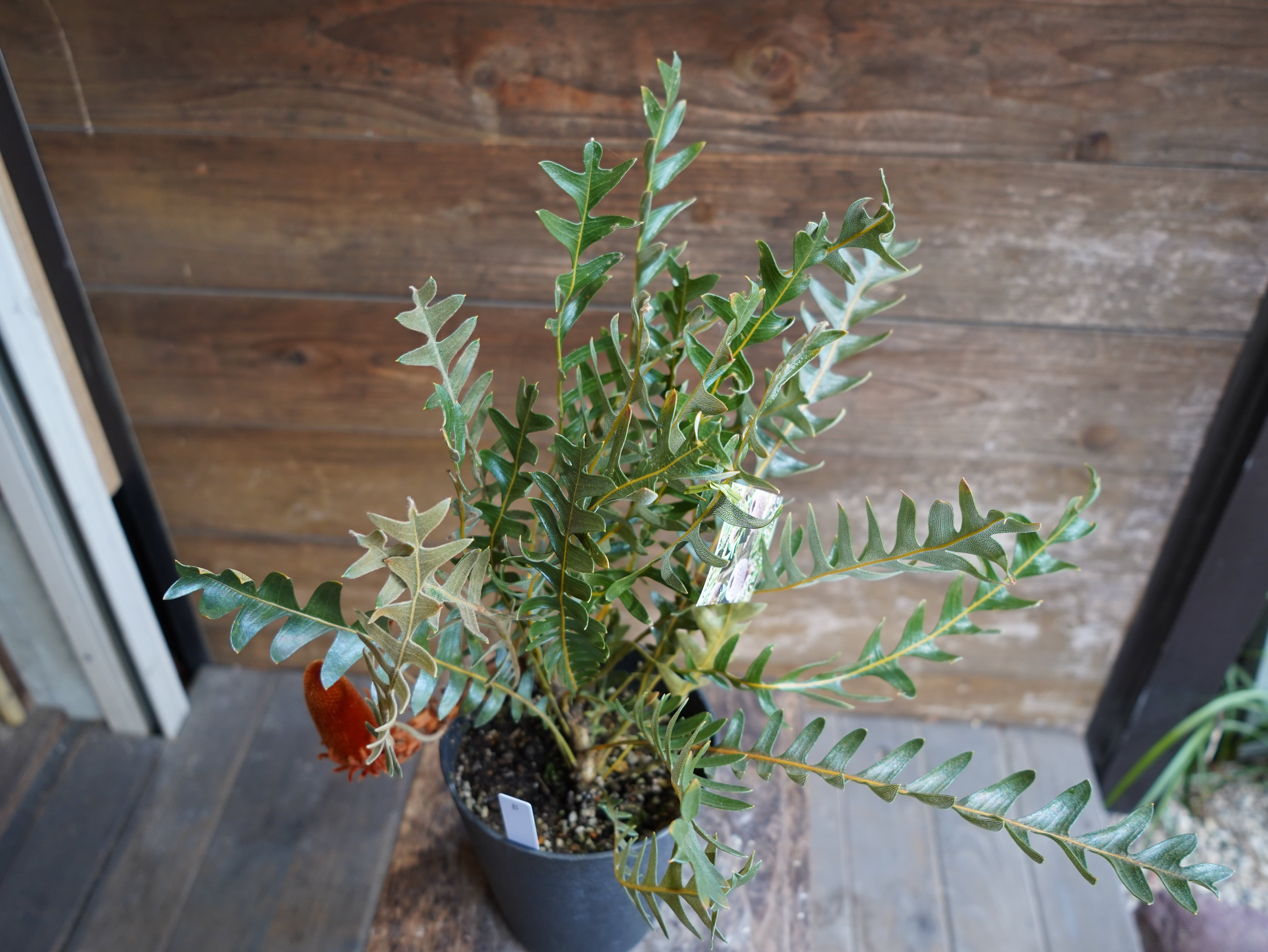 【現物】バンクシア "ブレイクニフォリア" B