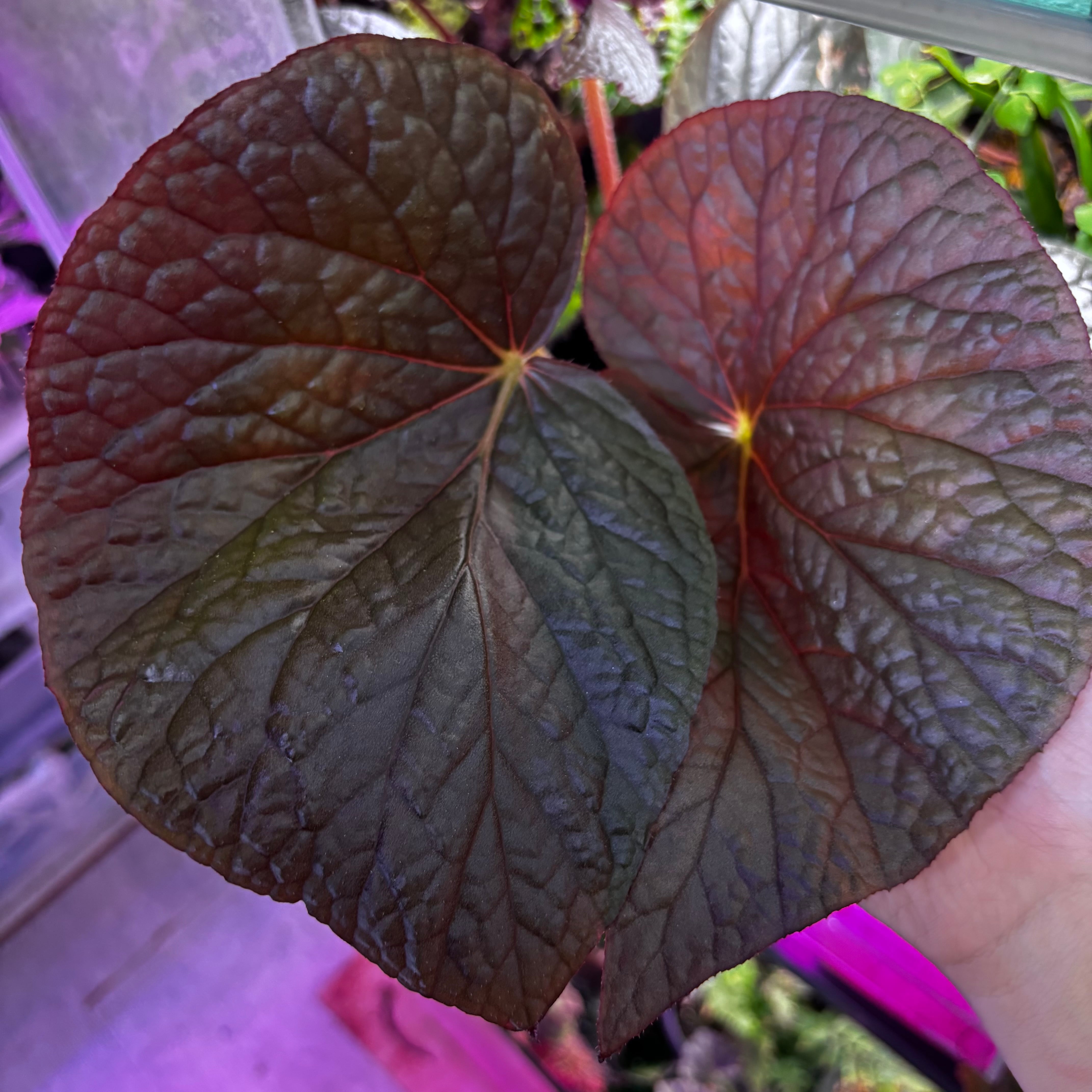 青光り】 Begonia sp. Vietnam 原種ベゴニア | 熱帯雨林植物専門店