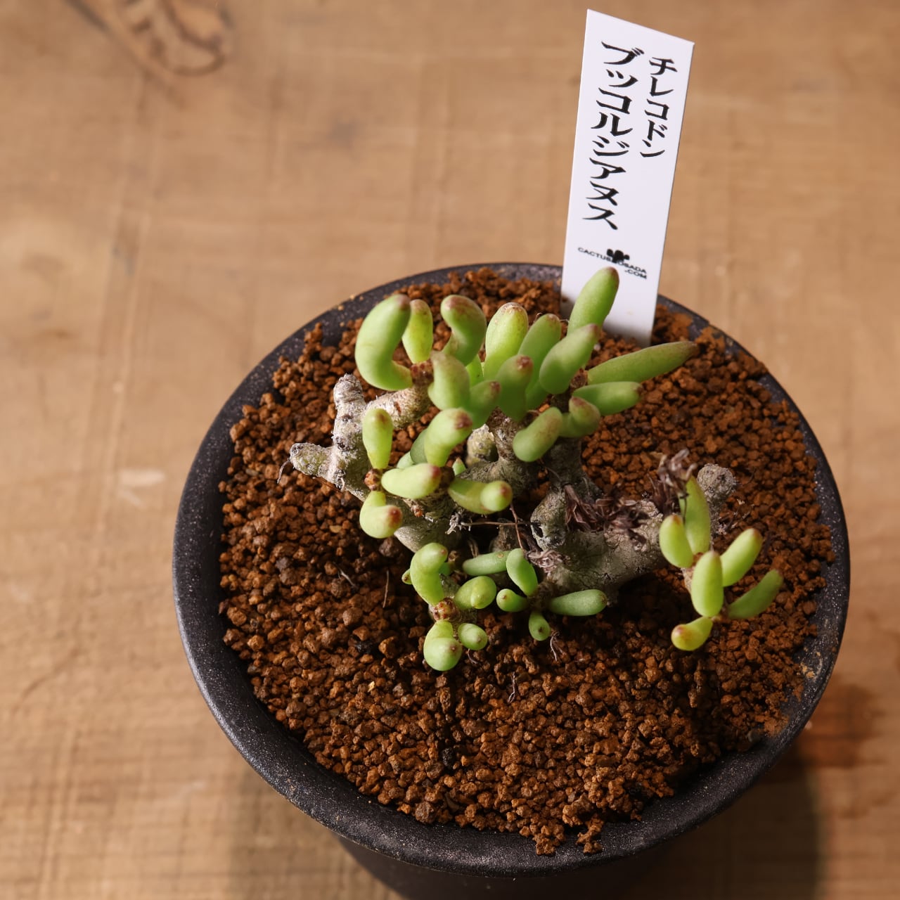556『チレコドン ブッコルジアヌス』塊根植物 観葉植物【送料無料