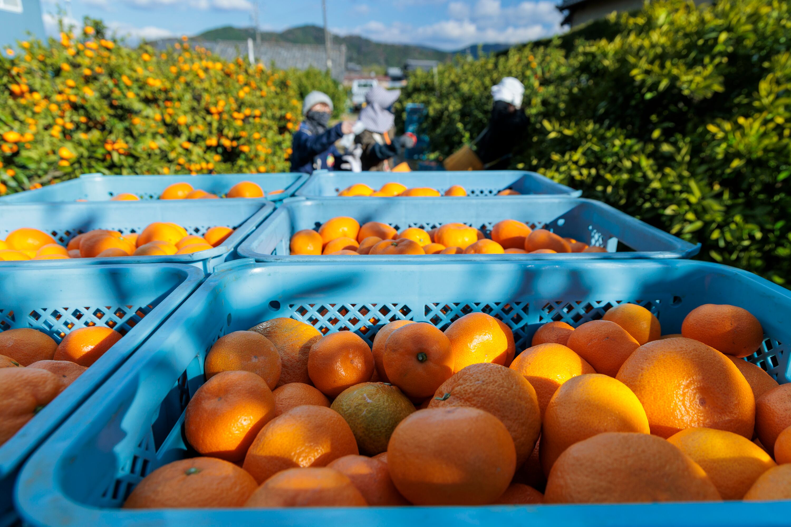 果汁たっぷりでしっとりとした食感 陽だまりファーム 三ヶ日みかん