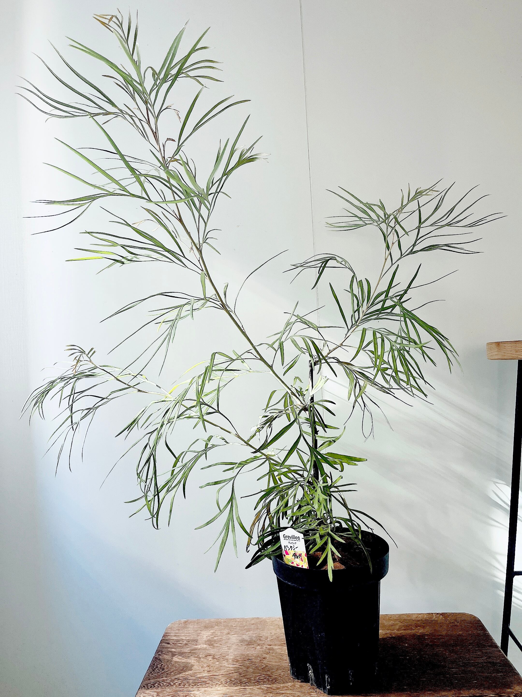 希少》グレビレア バンクシー アルバ オージープランツ 観葉植物 calm