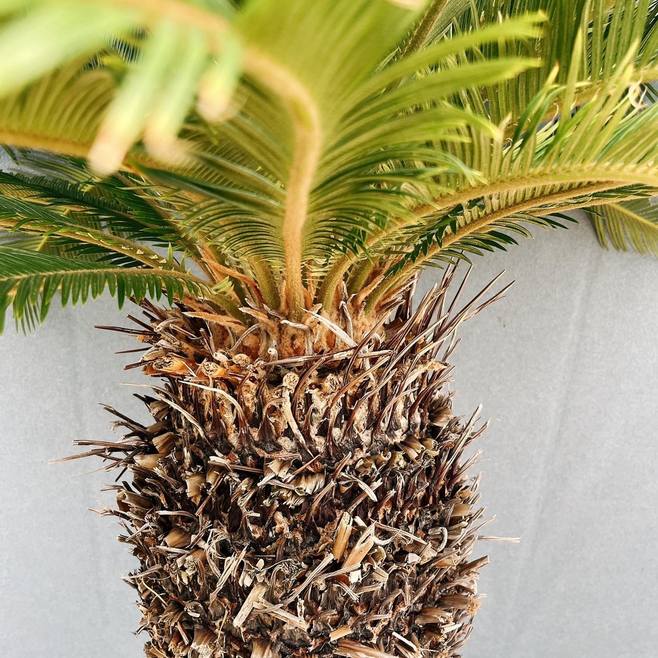 現品］存在感抜群！ 63番 ソテツ 10号 観葉植物 大型 屋外 綺麗 幹太