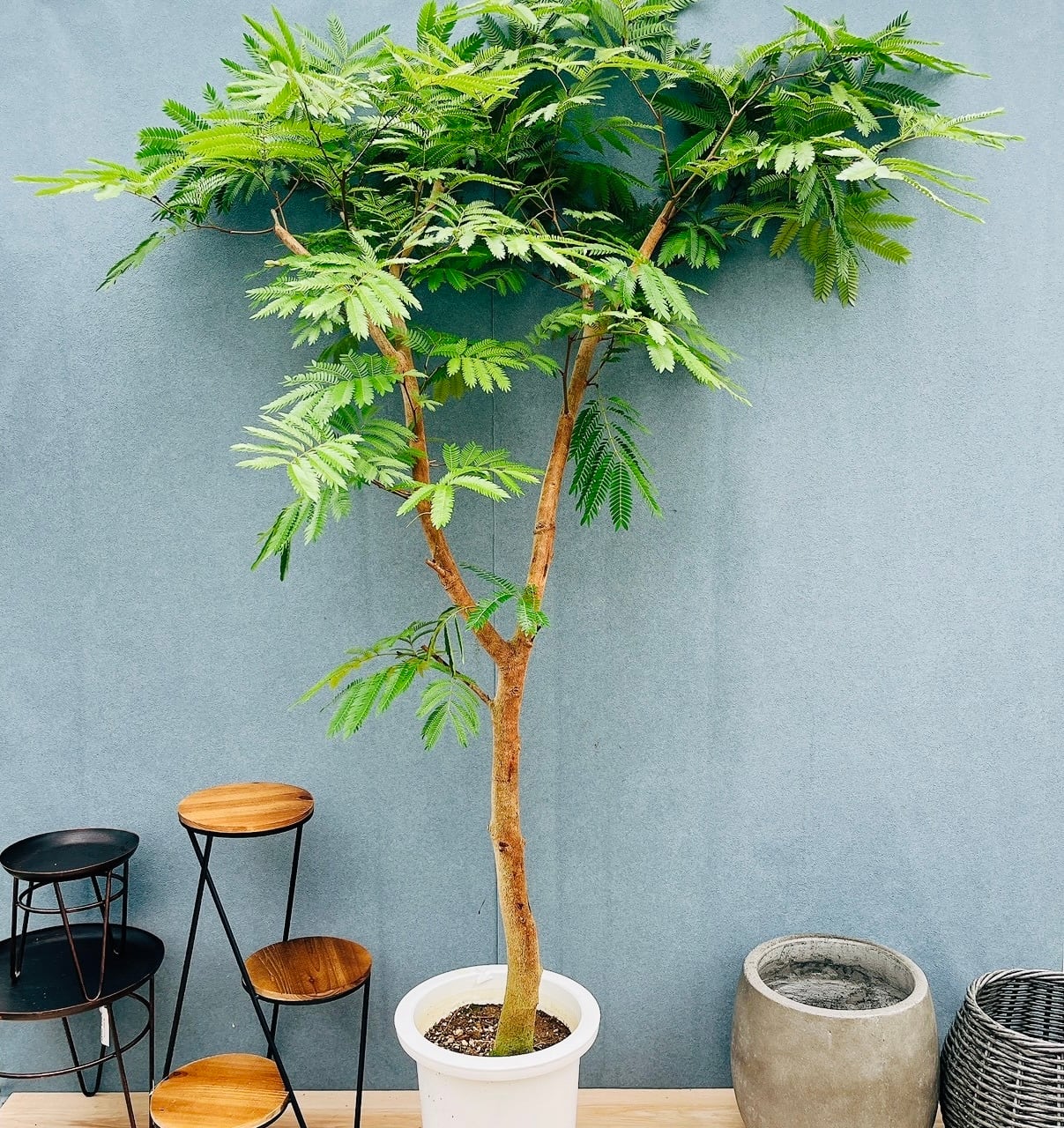 ［現品］34番　エバーフレッシュ　曲がり　9号　観葉植物　室内　大型　人気 現品］34番 エバーフレッシュ 曲がり 9号 観葉植物 室内 大型 人気