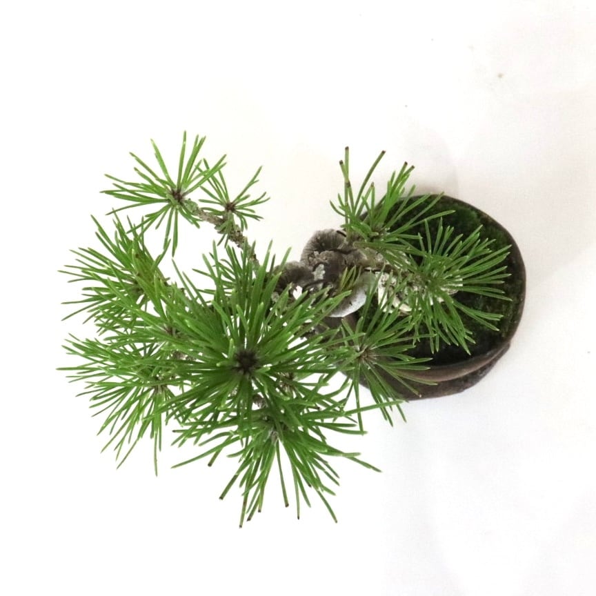 根上り黒松盆栽 | 盆栽工房WABI