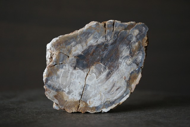 マダガスカル産ペトリファイドウッド Araucarioxylon 1172