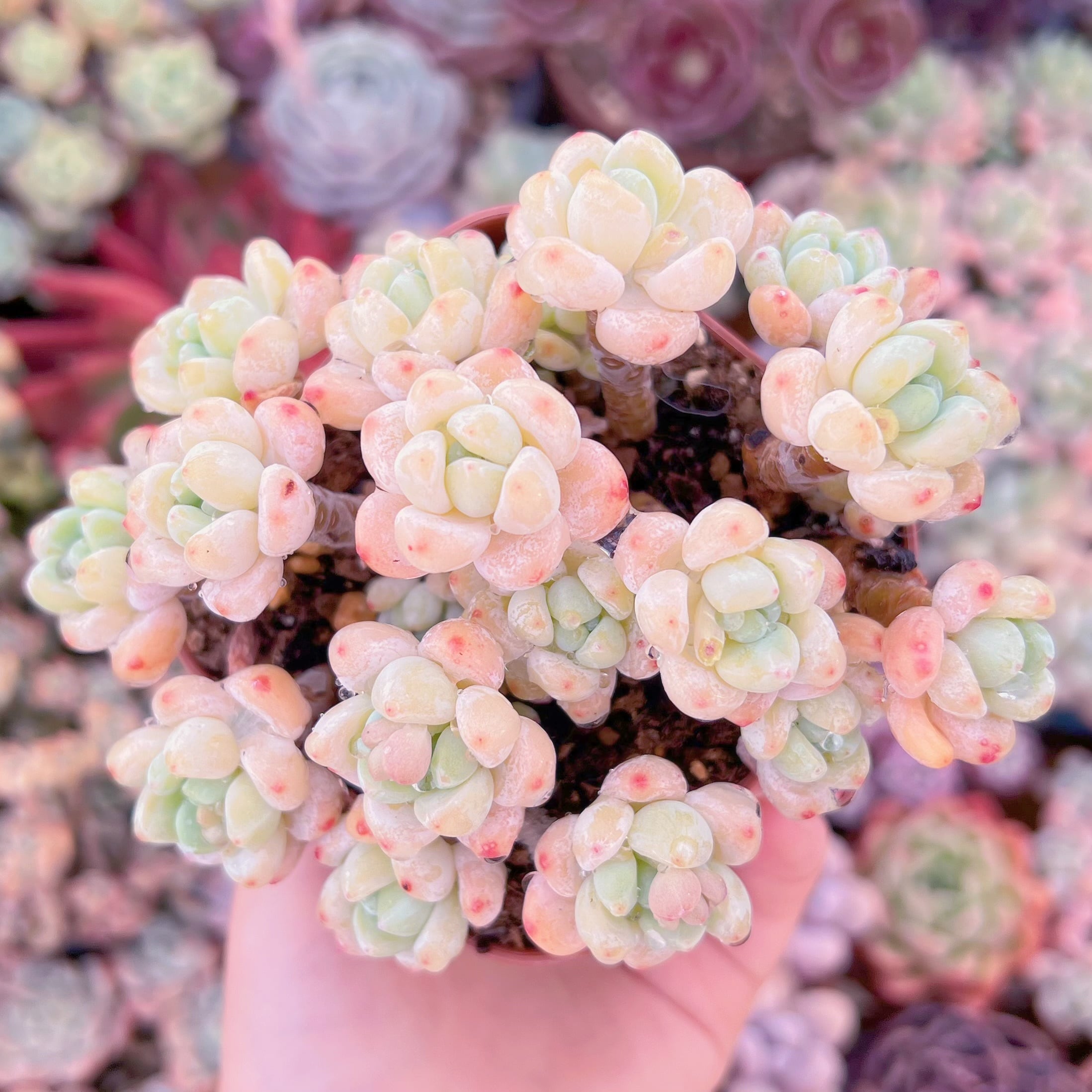 現品　ピンクラウル#A23　群生　るる農園