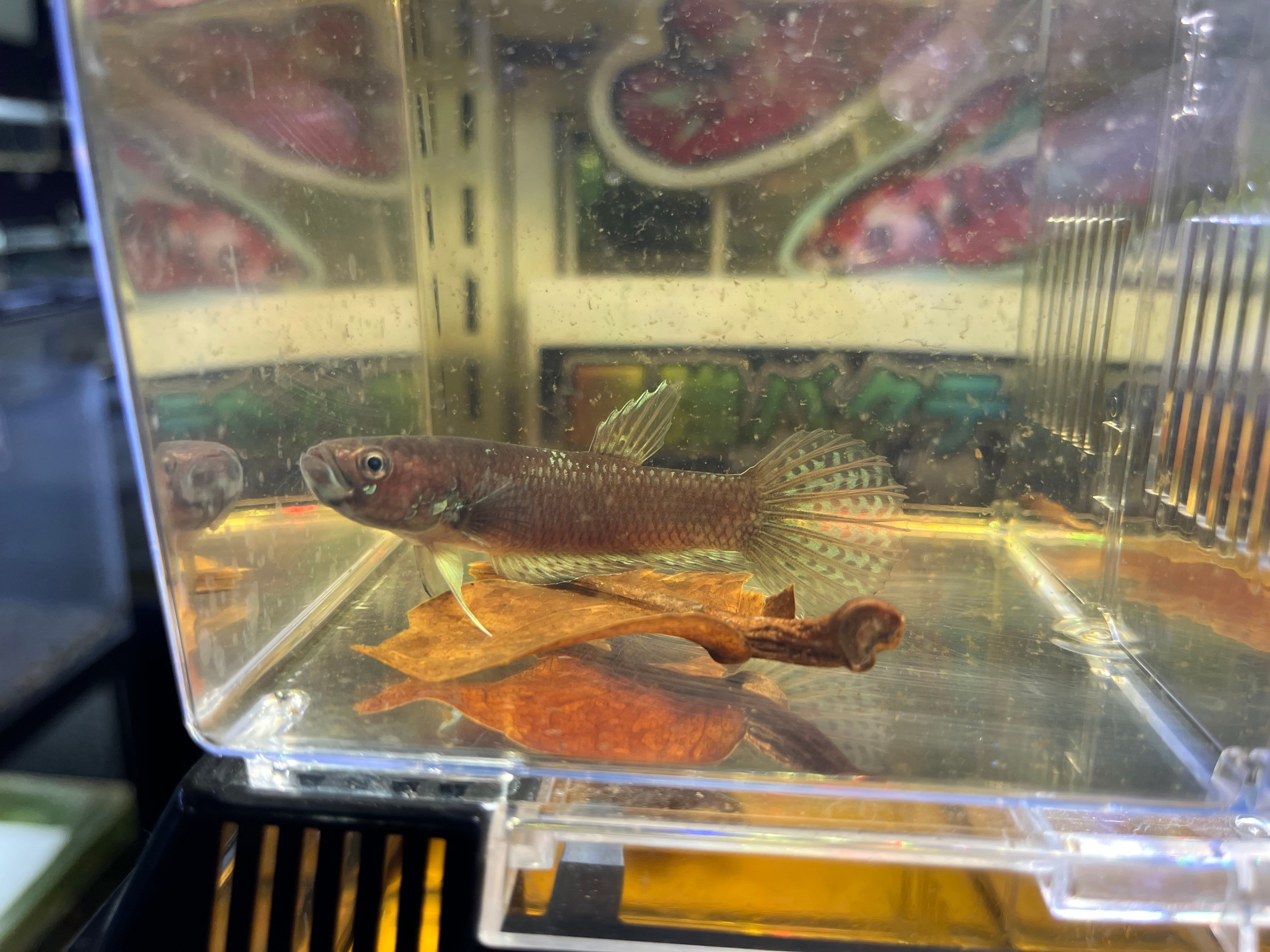 ペア】インドネシア直輸入便WILDベタspレッドマハカム6-8cm | アクア