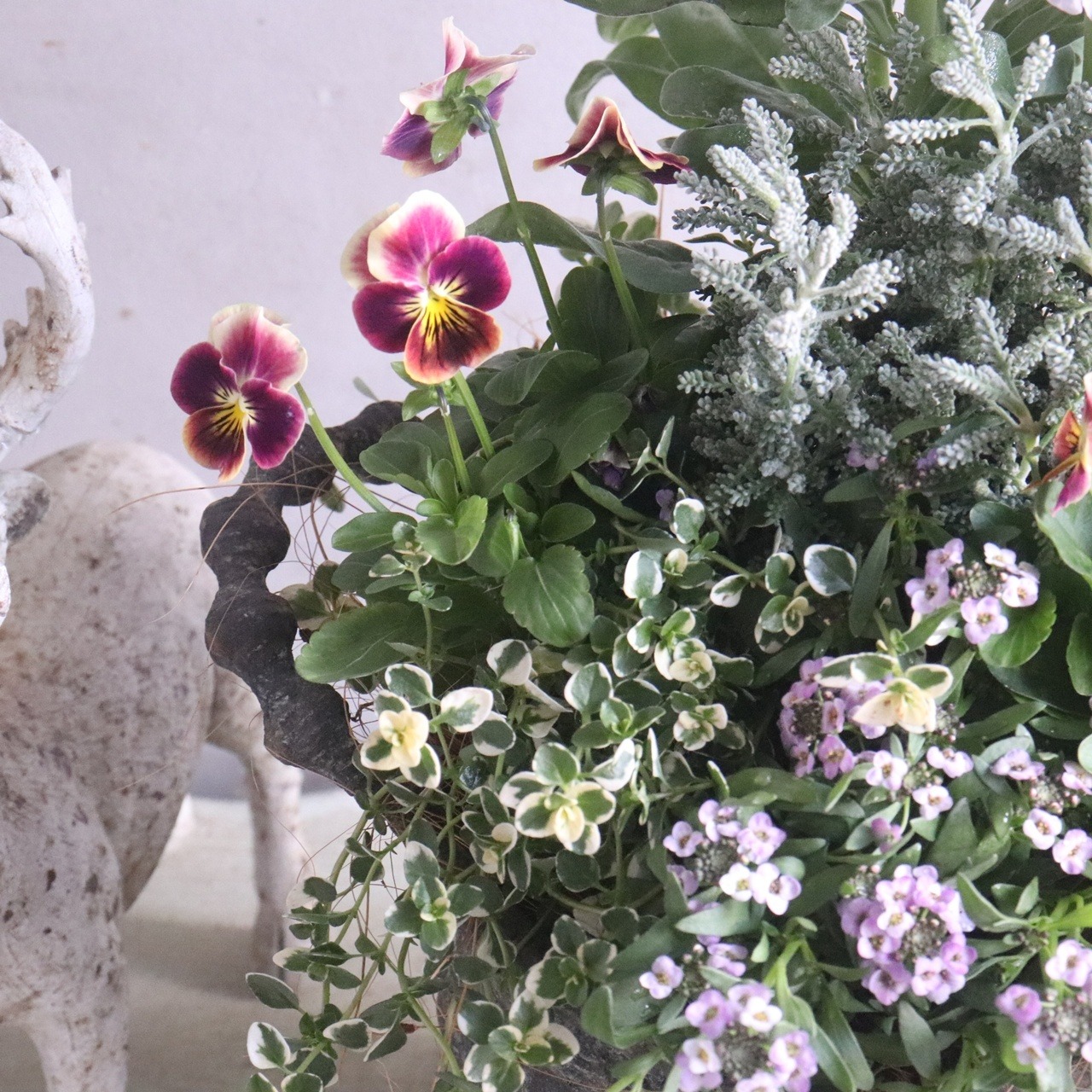 ストック＆ビオラのシャビーシックポットの寄せ植え　｜届いてすぐ飾れる品｜玄関にオススメ｜新築・開店祝いギフト｜モンディマンシェ