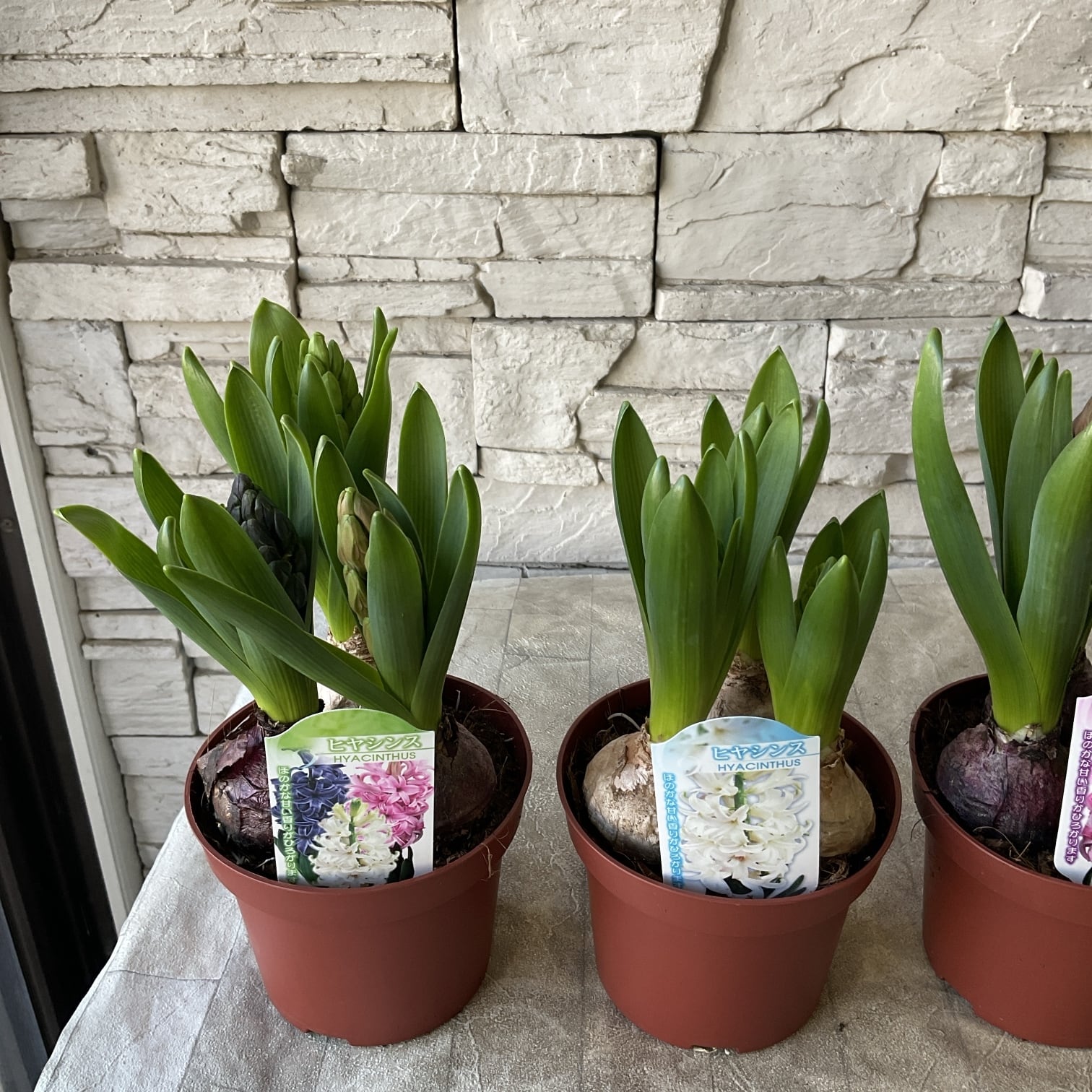 ヒヤシンス 3球植え 4号鉢 | 橋本種苗園
