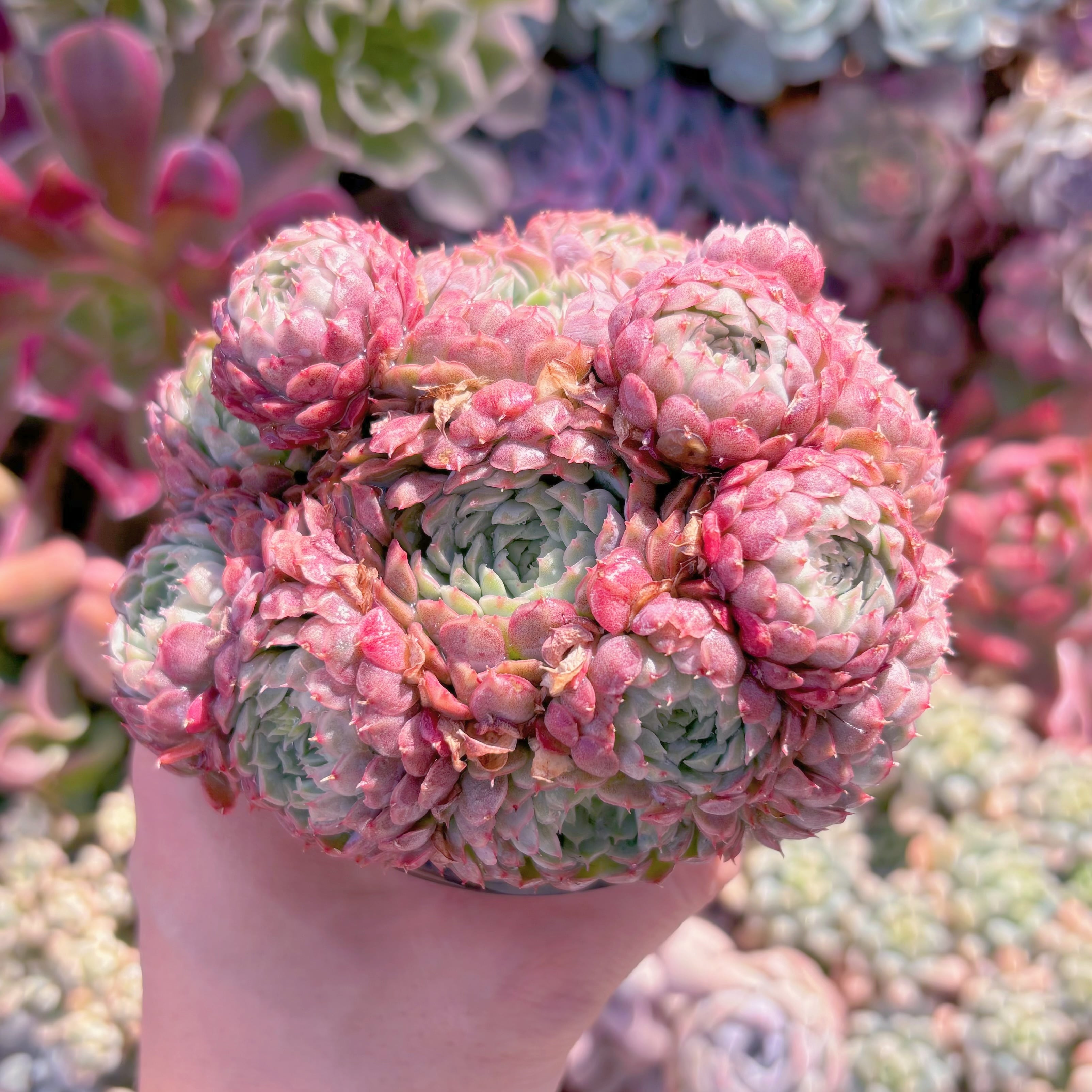 現品　ハチミツボール#737　群生　新入荷　るる農園