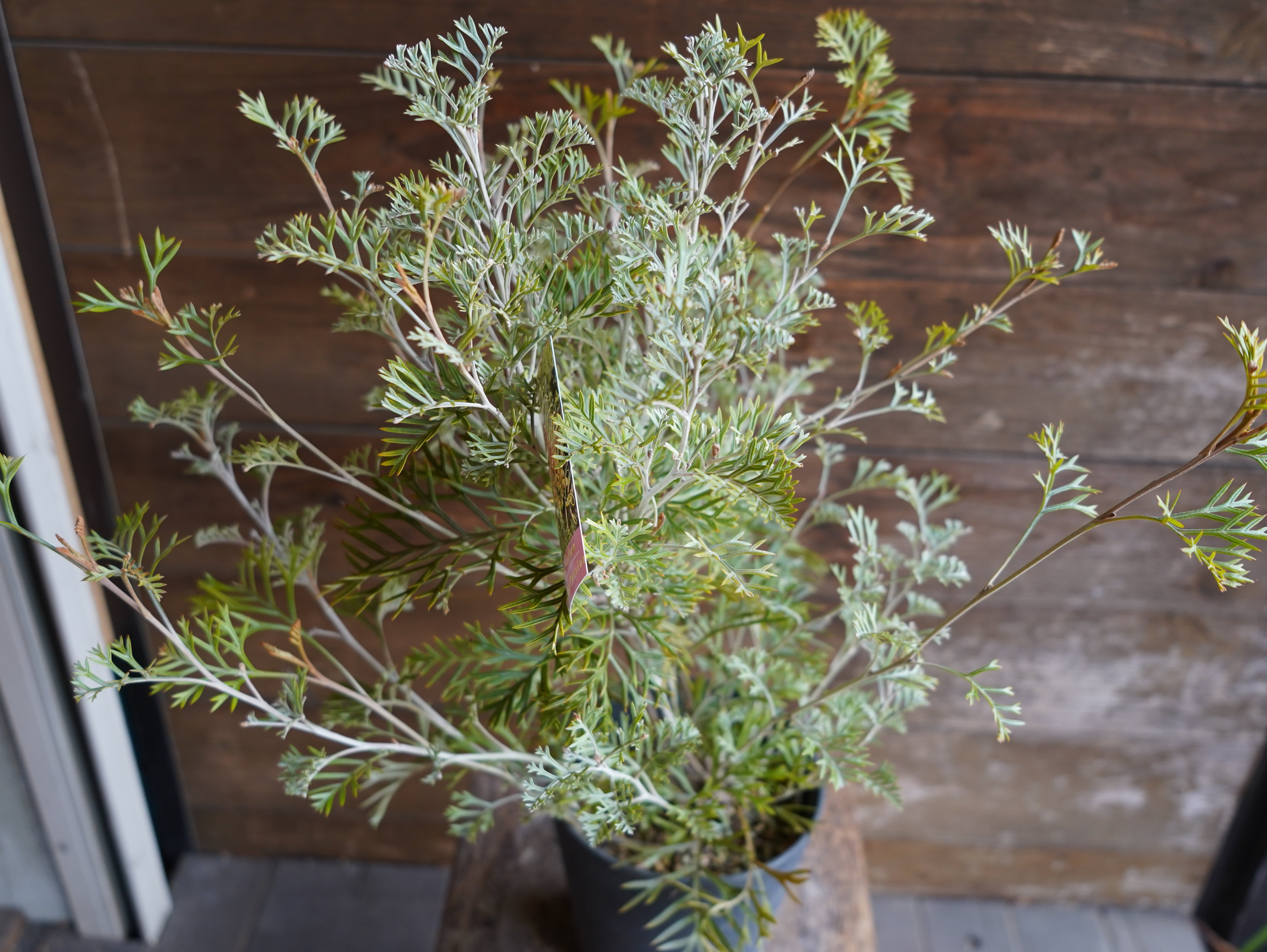 【現物】グレビレア　”クリームパッション”　A