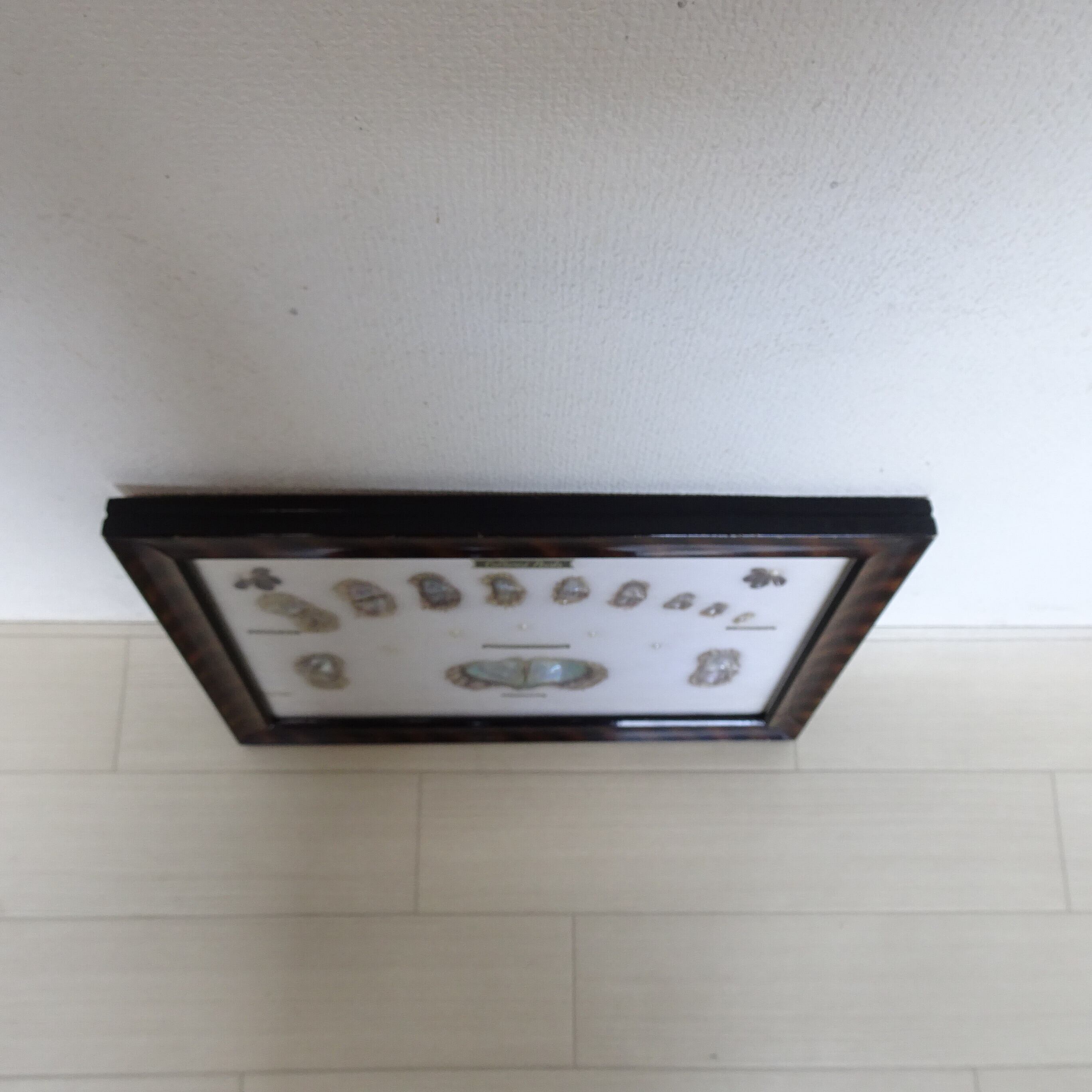 養殖パールの壁掛け標本 | 純喫茶家具の村田商會