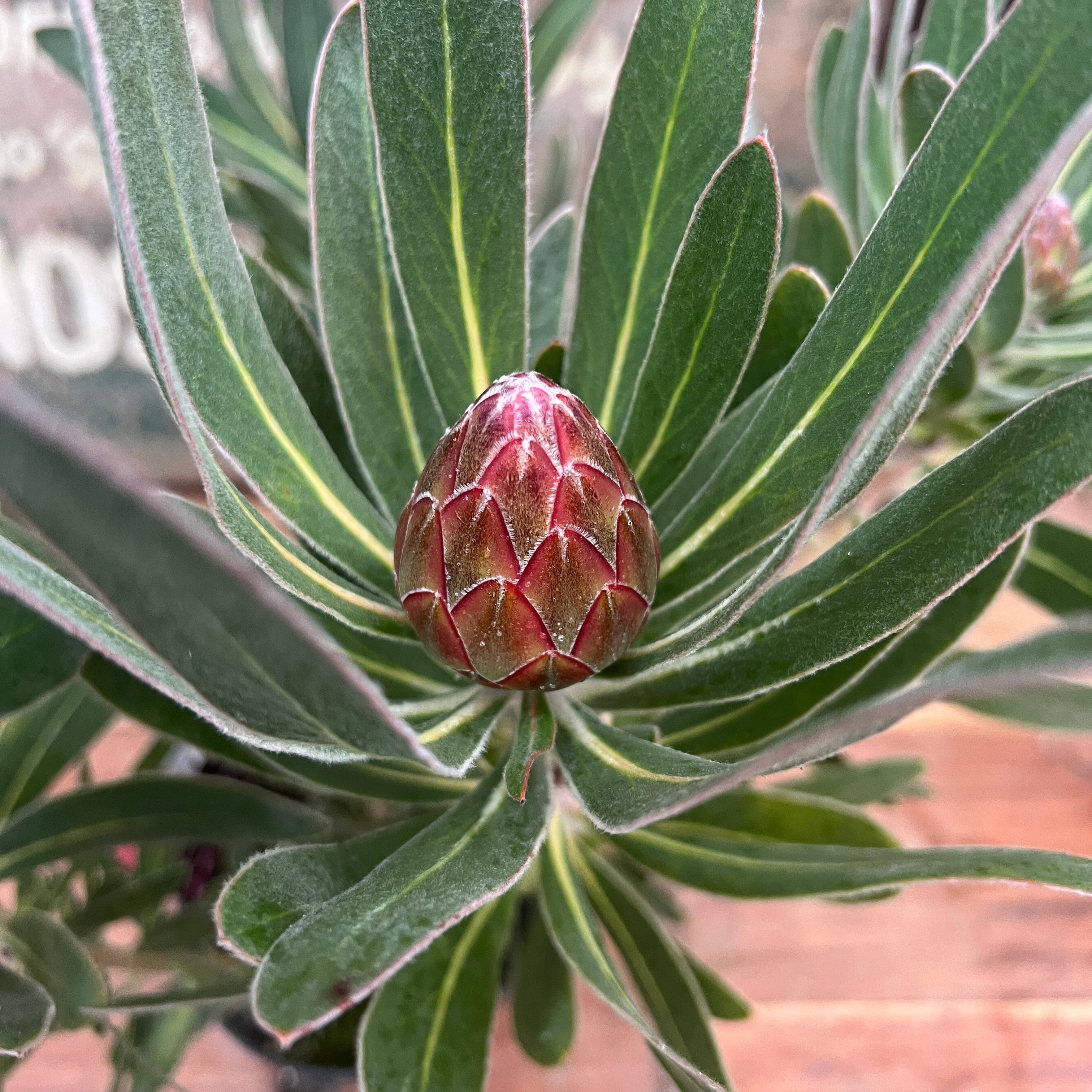 プロテア スペシャルピンクアイス（4本立ち） | 沼ノ上農園