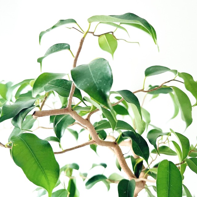 フィカス ウィアンディ 曲がり幹 観葉植物 calm cafe