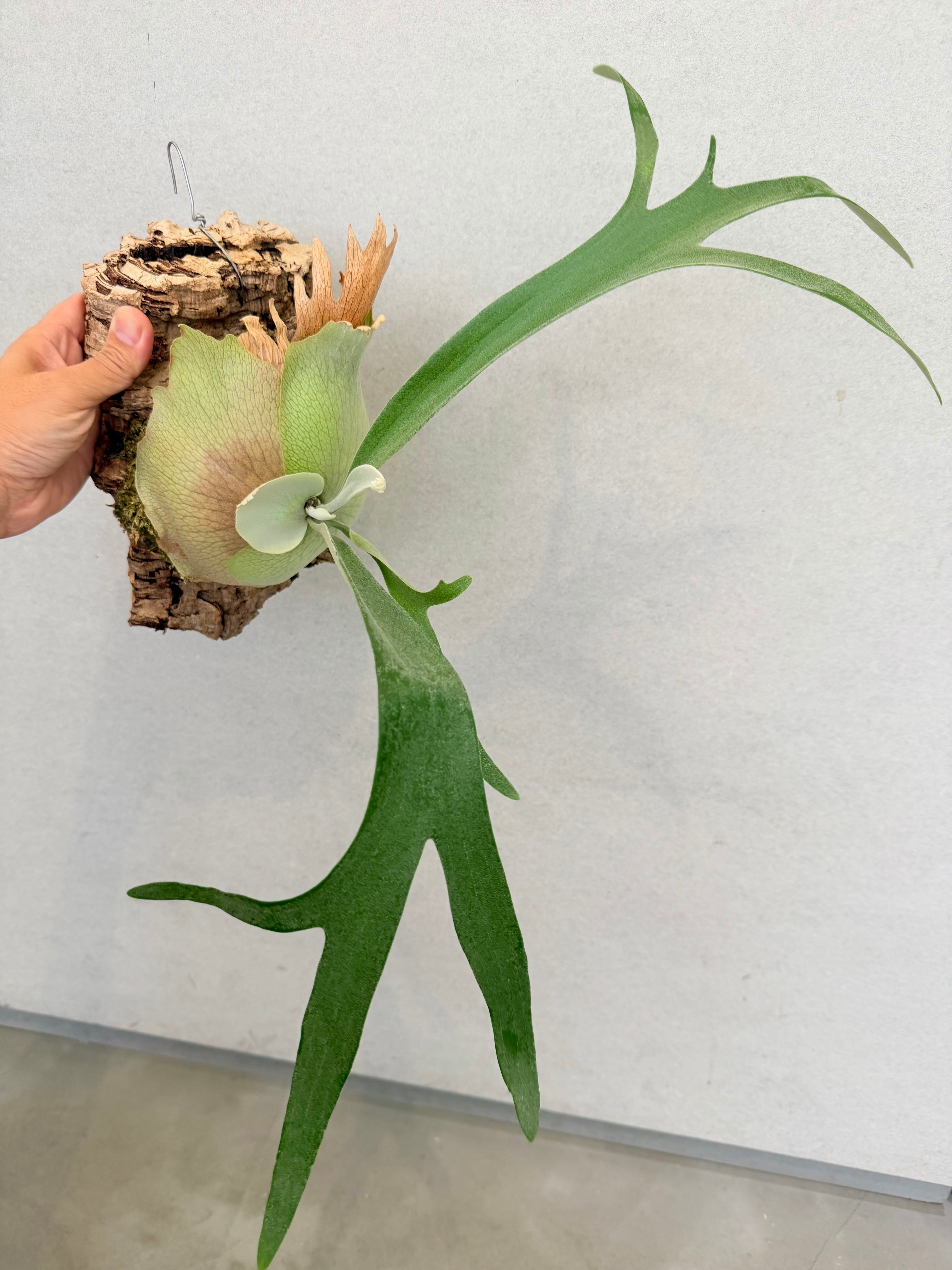 a) P. 'SSS' ビカクシダ | vandaka plants