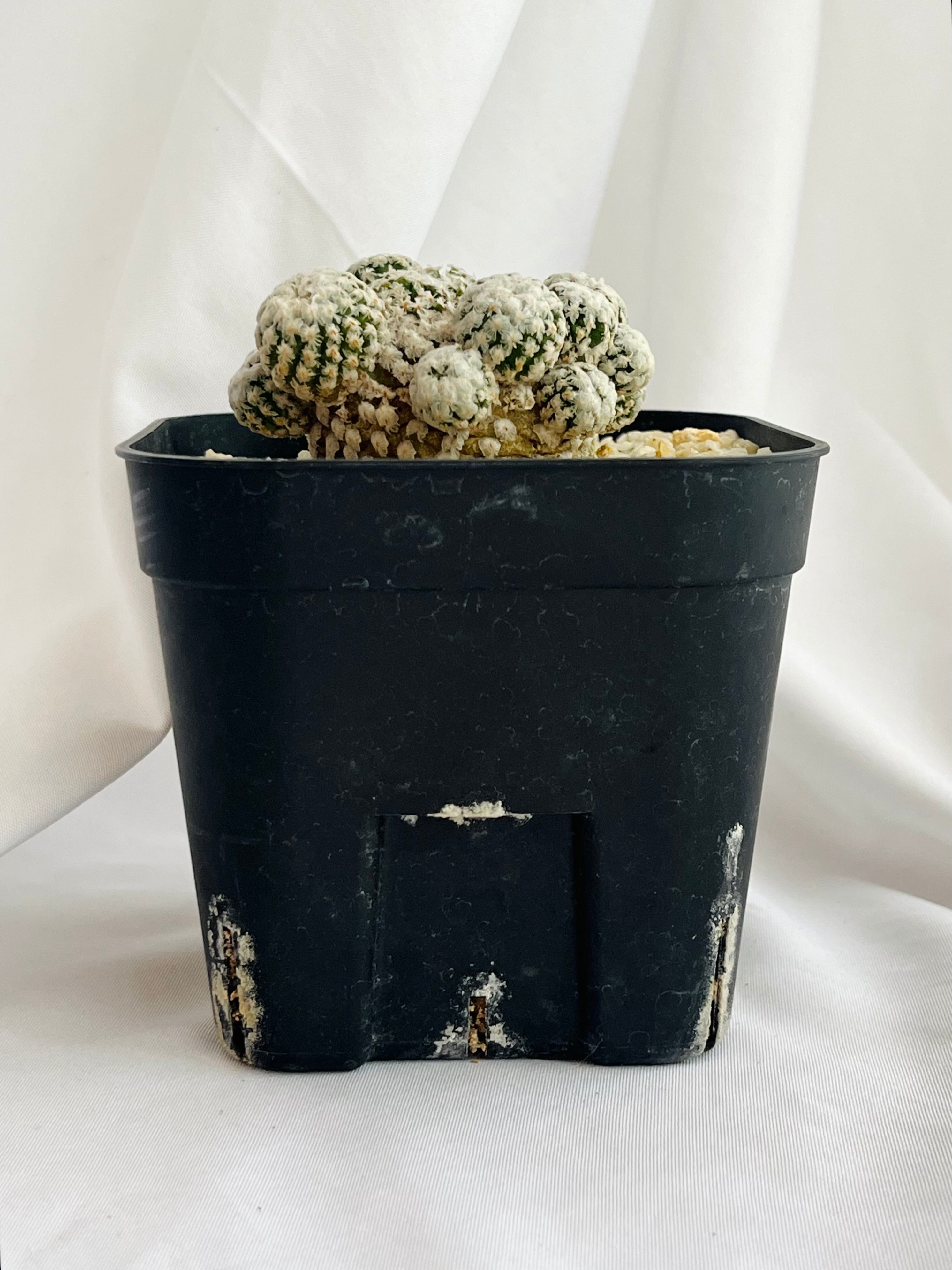 スーパーバラ丸 群生 自根 | ツルビニカルプス Turbinicarpus valdezianus ツルビニカルプス スーパーバラ丸 サボテン
