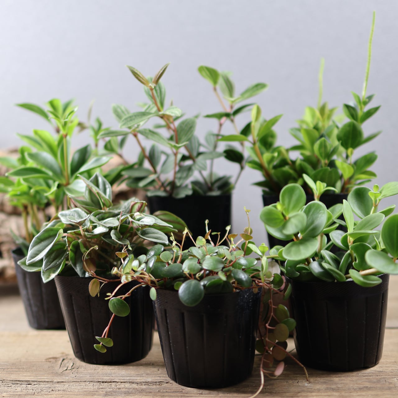 515『オリーブ ルッカ 陶器鉢』【送料無料】 | MARX PLANTS | 観葉植物
