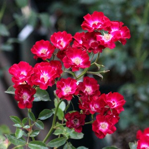 バラ大苗　伸（しん）【禅ローズ】