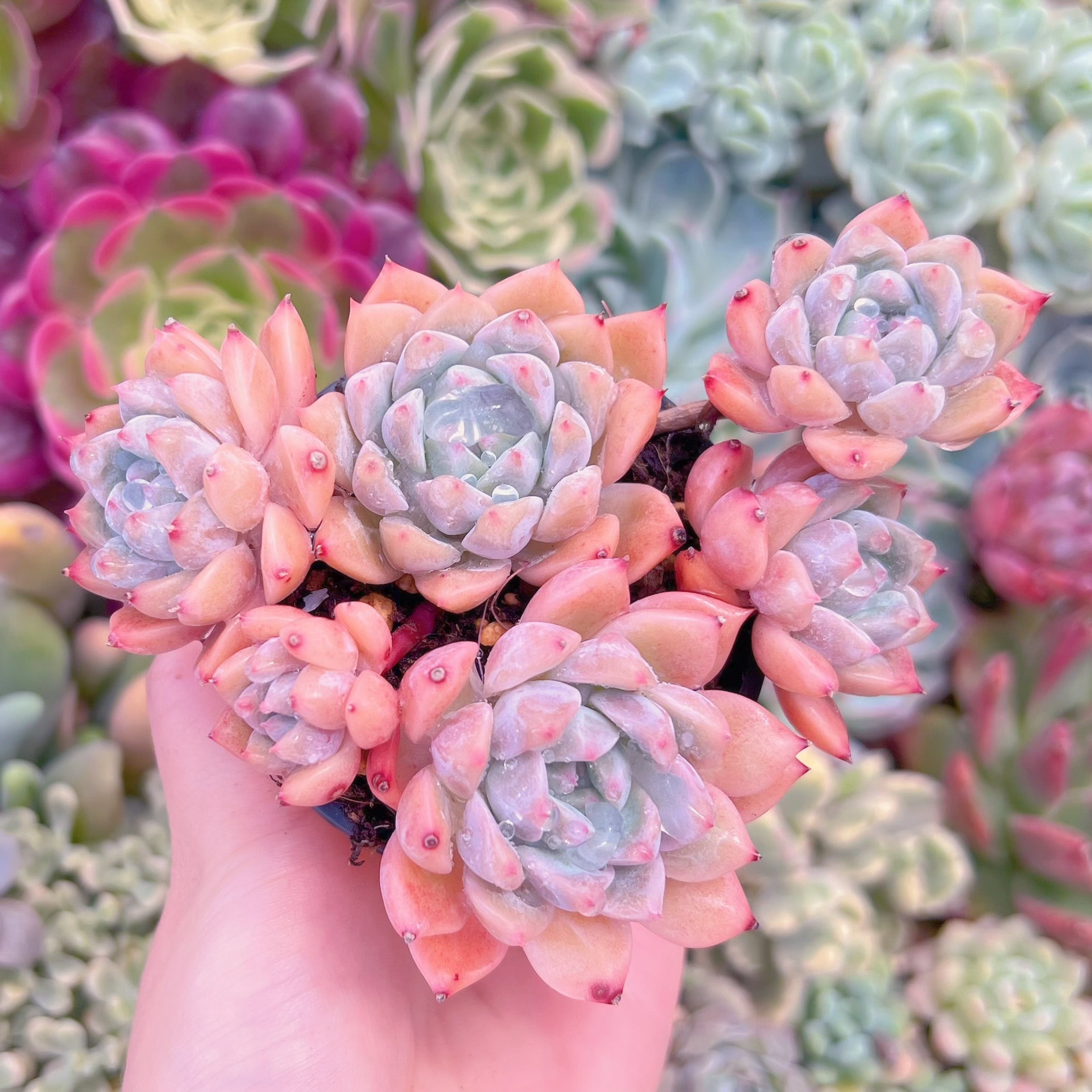 現品　プロリフェラxラウル#F036　るる農園