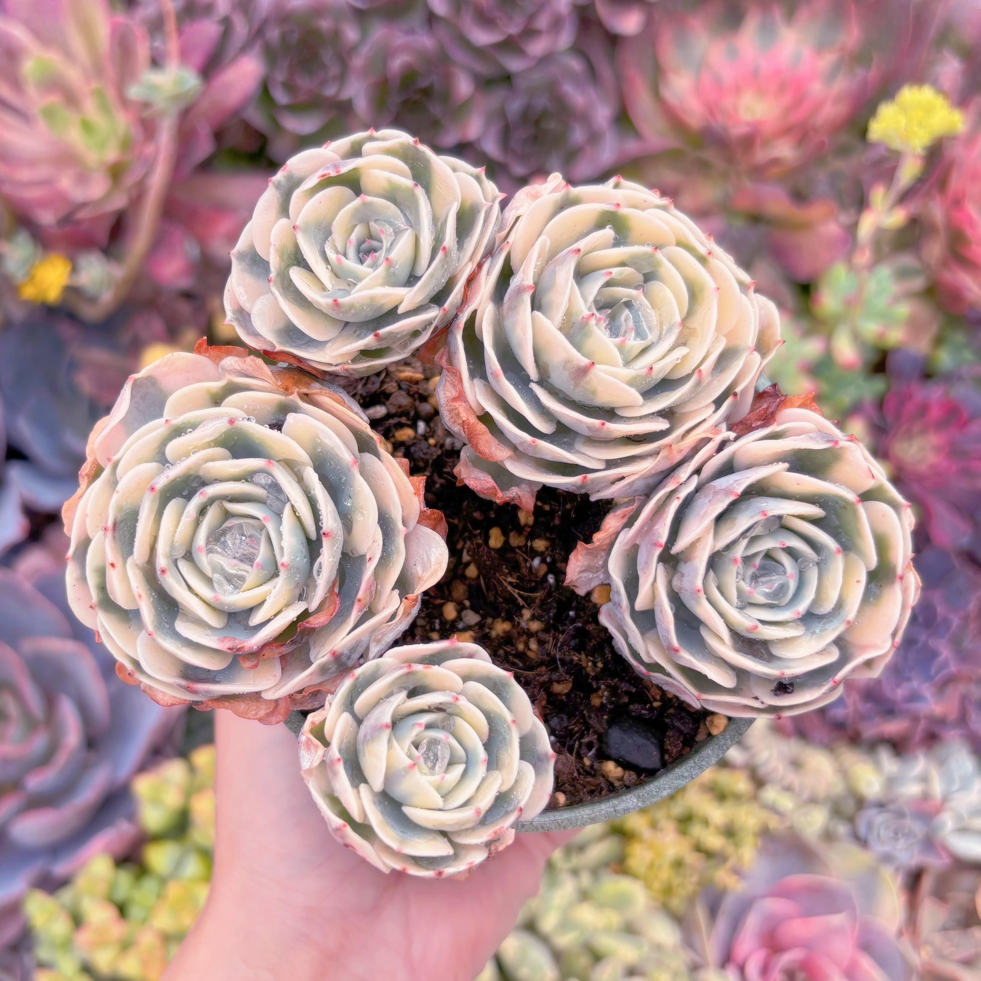 現品　ルノーディーン錦 #M223　大群生　超美苗　新入荷　るる農園