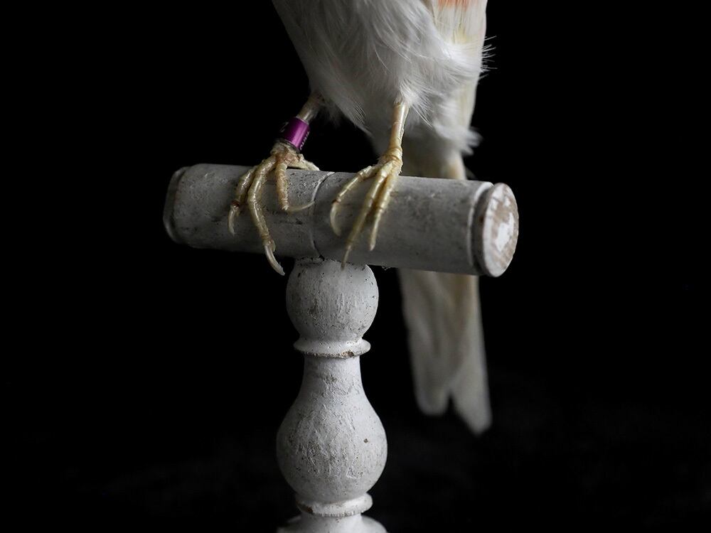 鳥の剥製 Canaria | antique Salon