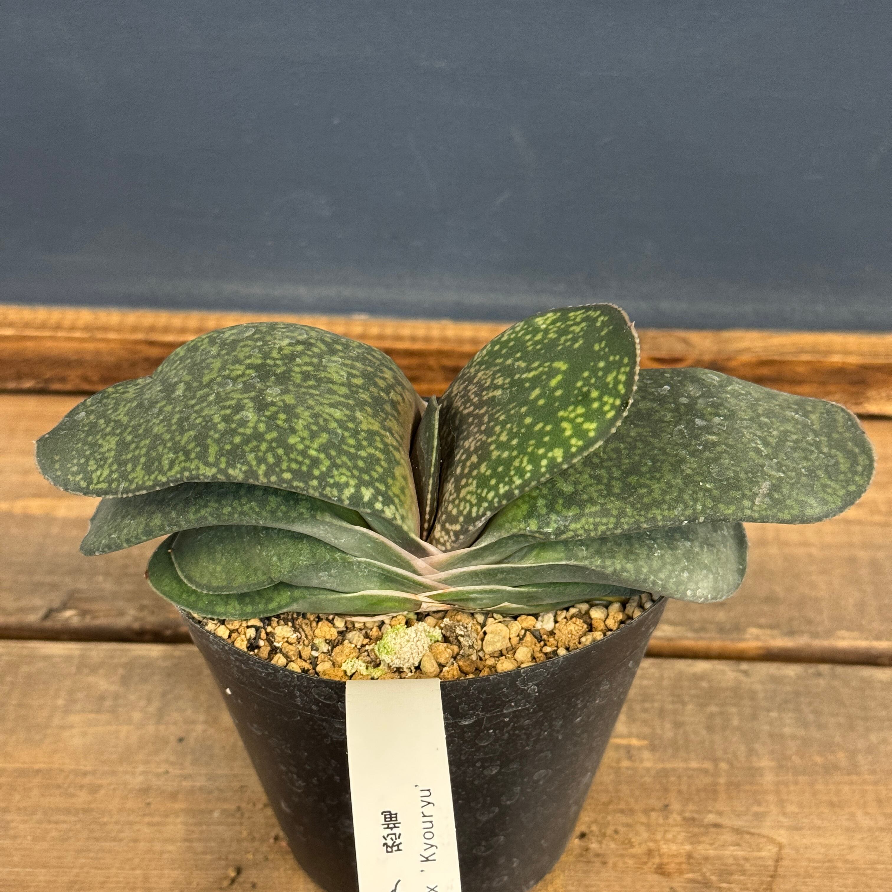 ガステリア 恐竜【1034】 | PROTOLEAF プロトリーフ