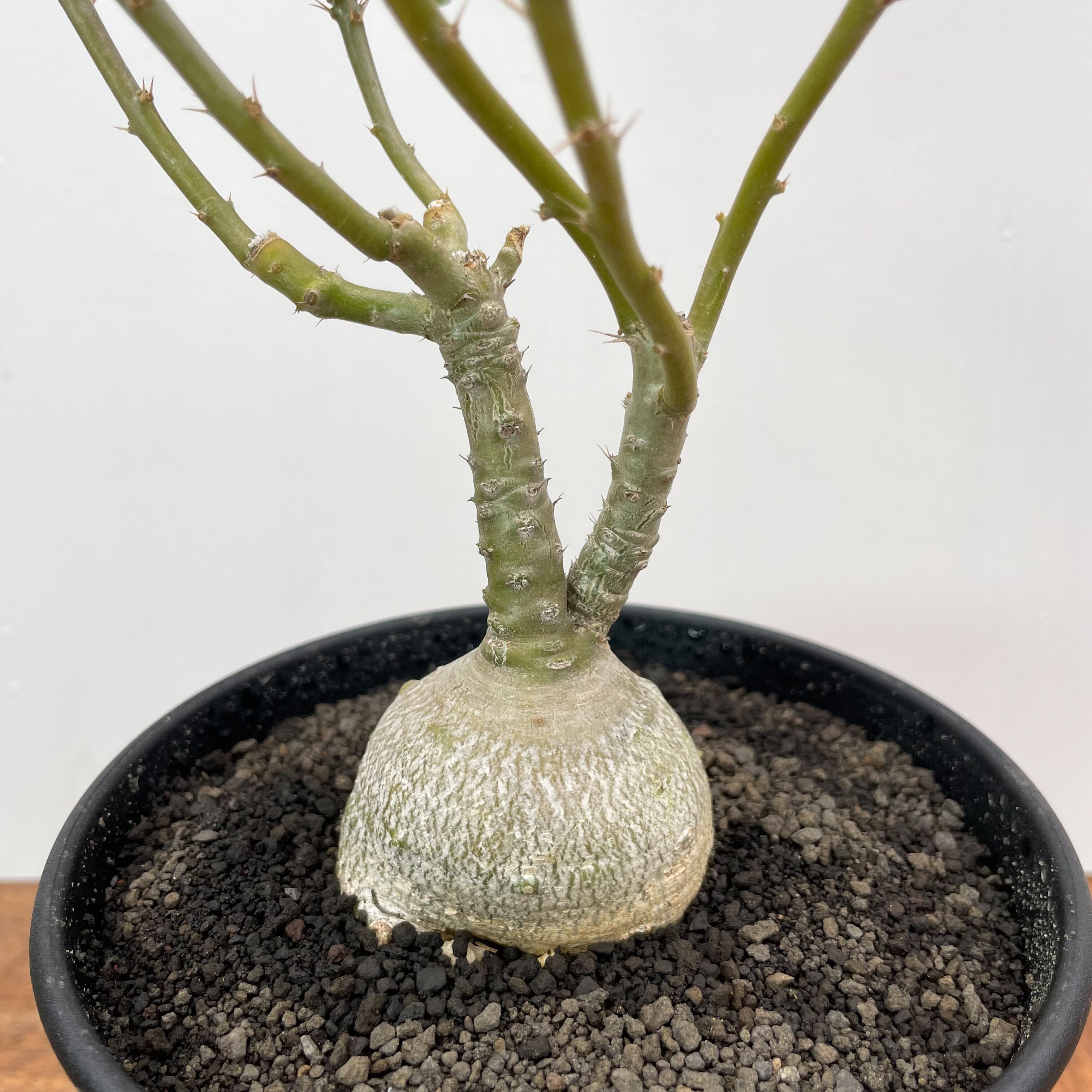 Pachypodium succulentum 【パキポディウム・サキュレンタム