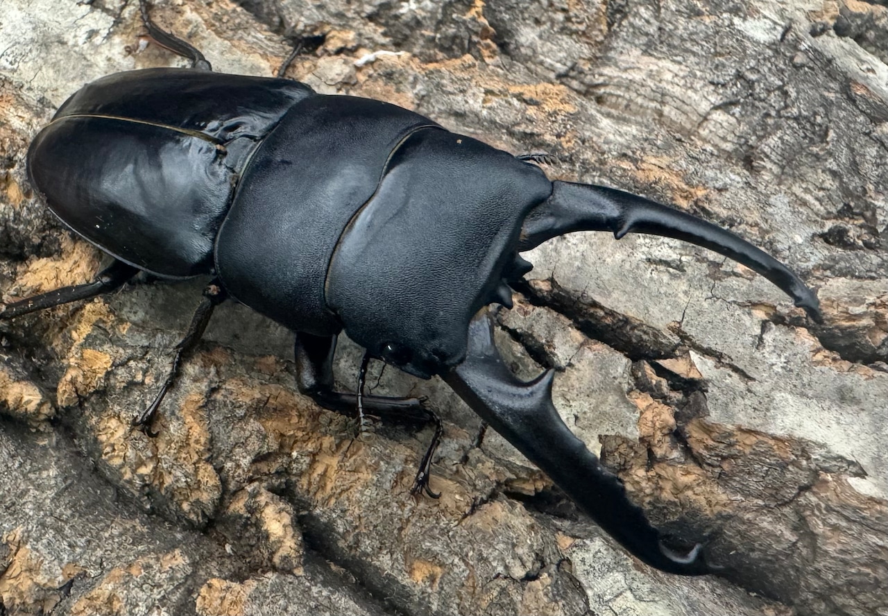 《ツシマヒラタクワガタ 71mm ♂単》