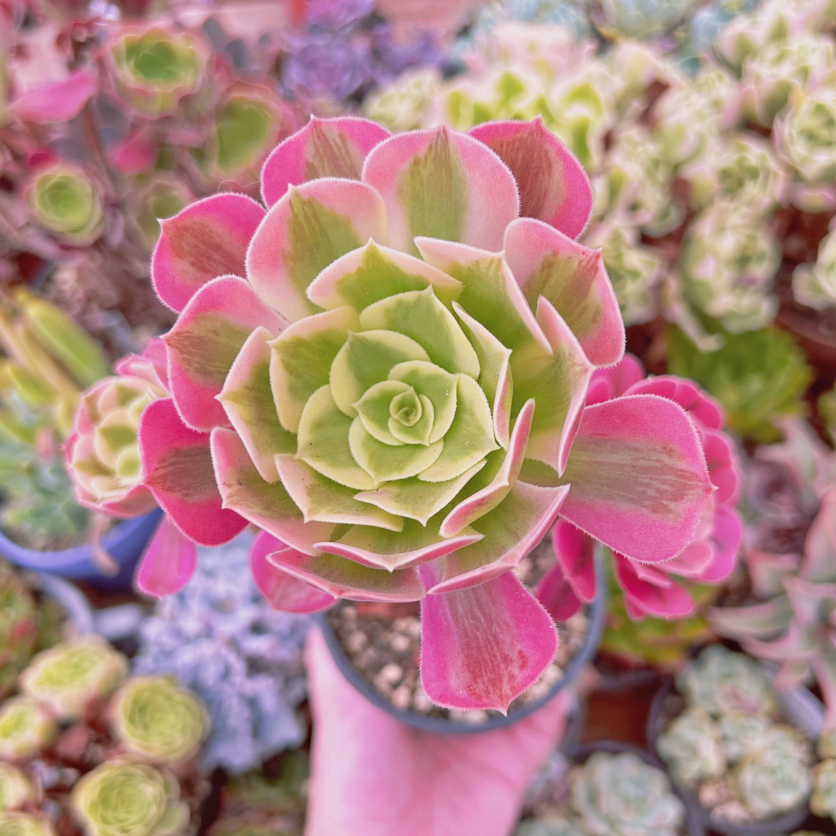 現物　多肉植物　 Aeonium メデューサ  　抜き苗