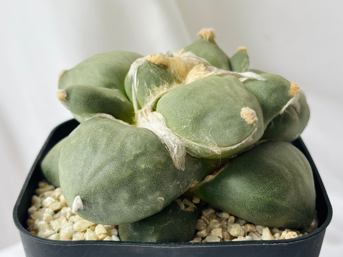 Ariocarpus furfuraceus f.monstrosa アリオカルプス 変疣青磁牡丹 
