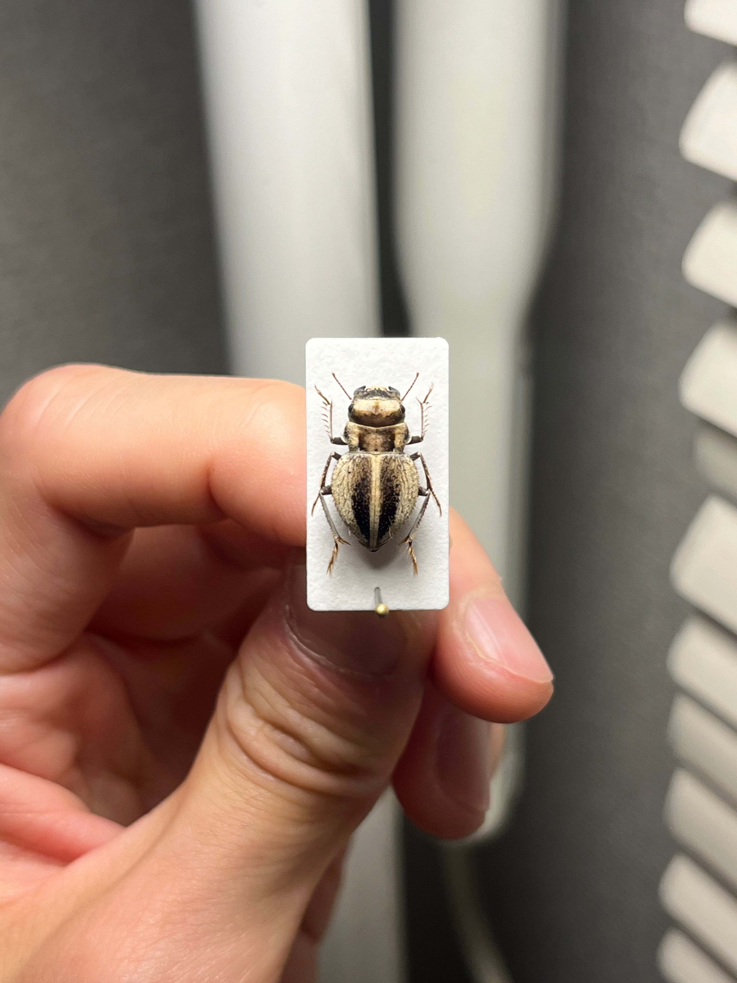 【14mm♀】クワガタモドキゴミムシダマシ Calognathus昆虫標本 14mm♀】クワガタモドキゴミムシダマシ Calognathus chevrolati 昆虫