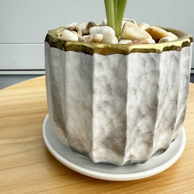 アロカシア（斑入り）