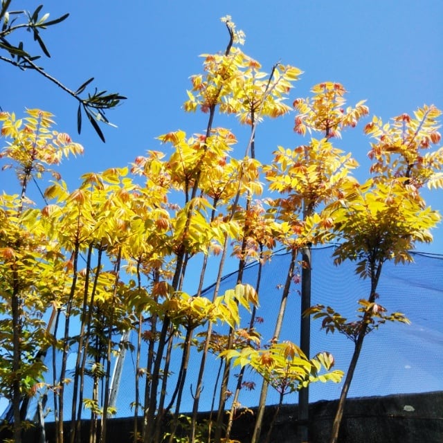 斑入り中国タラの木・チャンチン10.5cmポット苗 hanazukin（花ずきん） 農家直送の花苗・シンビジュームの花束