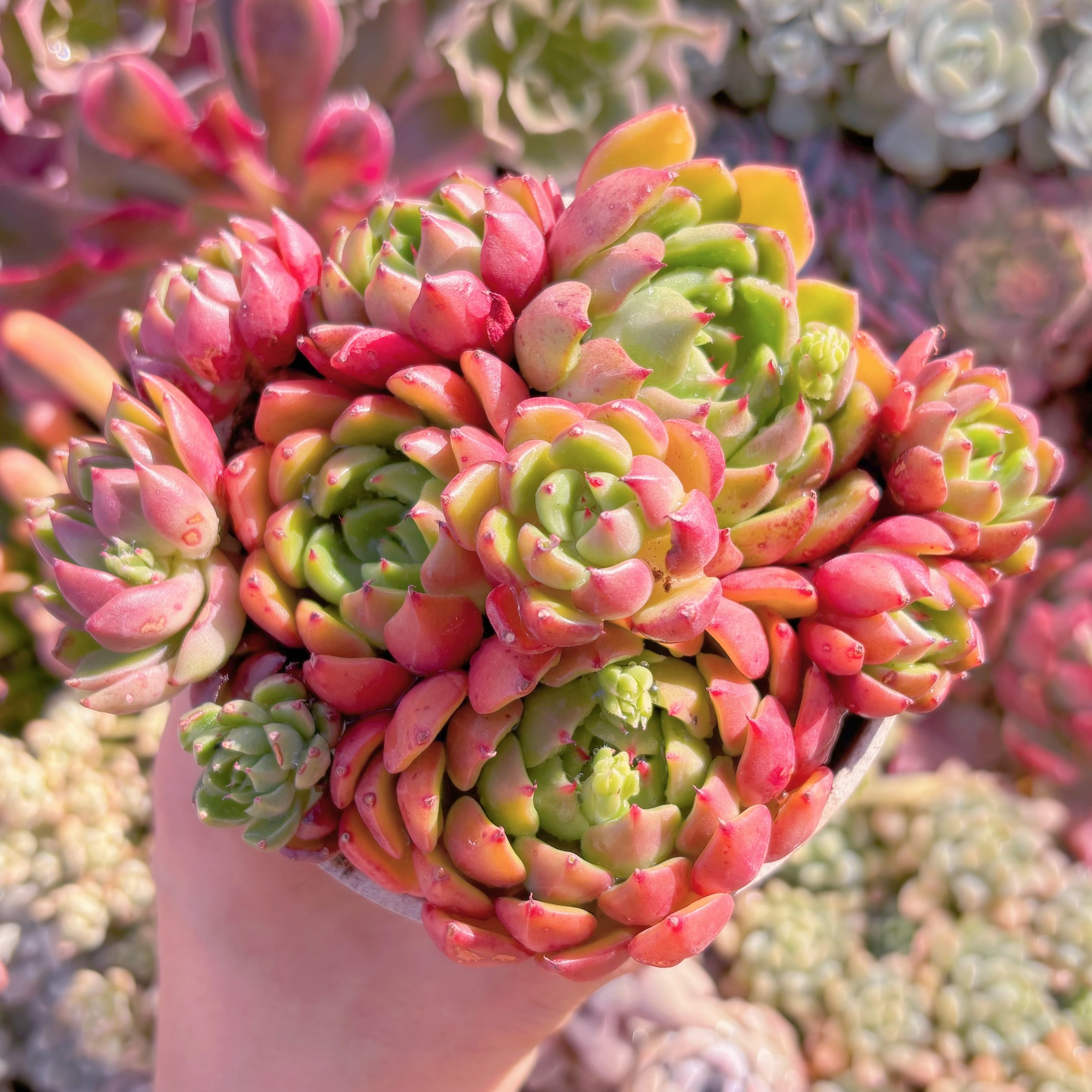 現品　新品種　油画#690 　新入荷