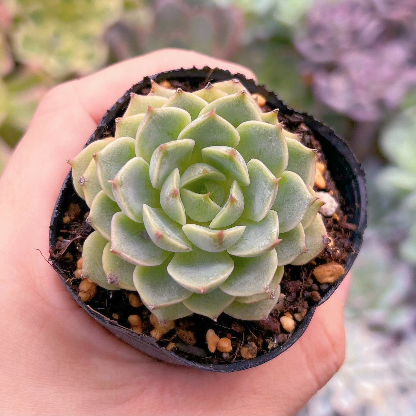 多肉植物　ペンバディスsp　るる農園