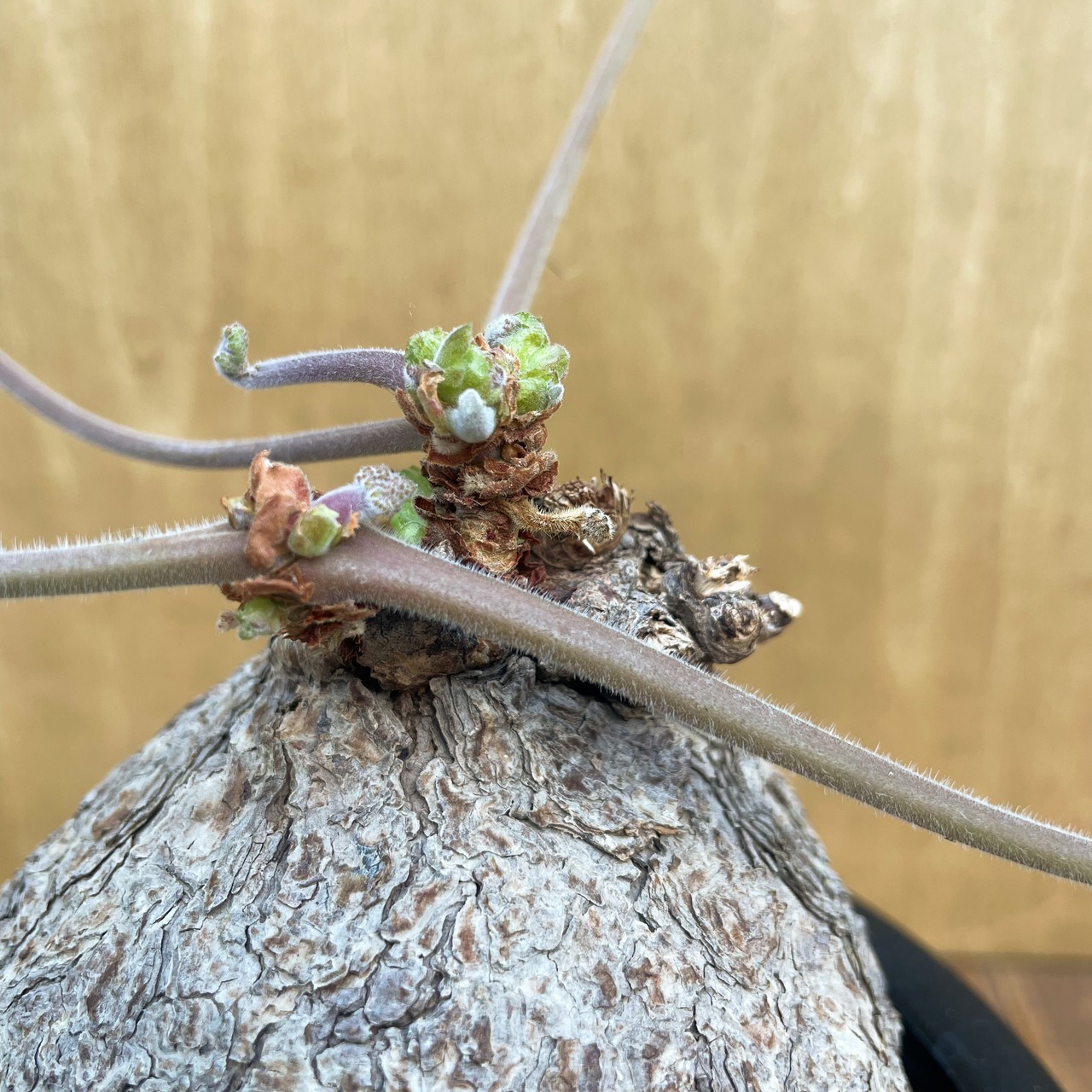 【ご予約の植物】