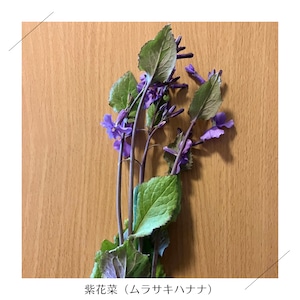 ＜不定期便・3/16（火）収穫・発送＞【小さいサイズ】季節のお野菜セット