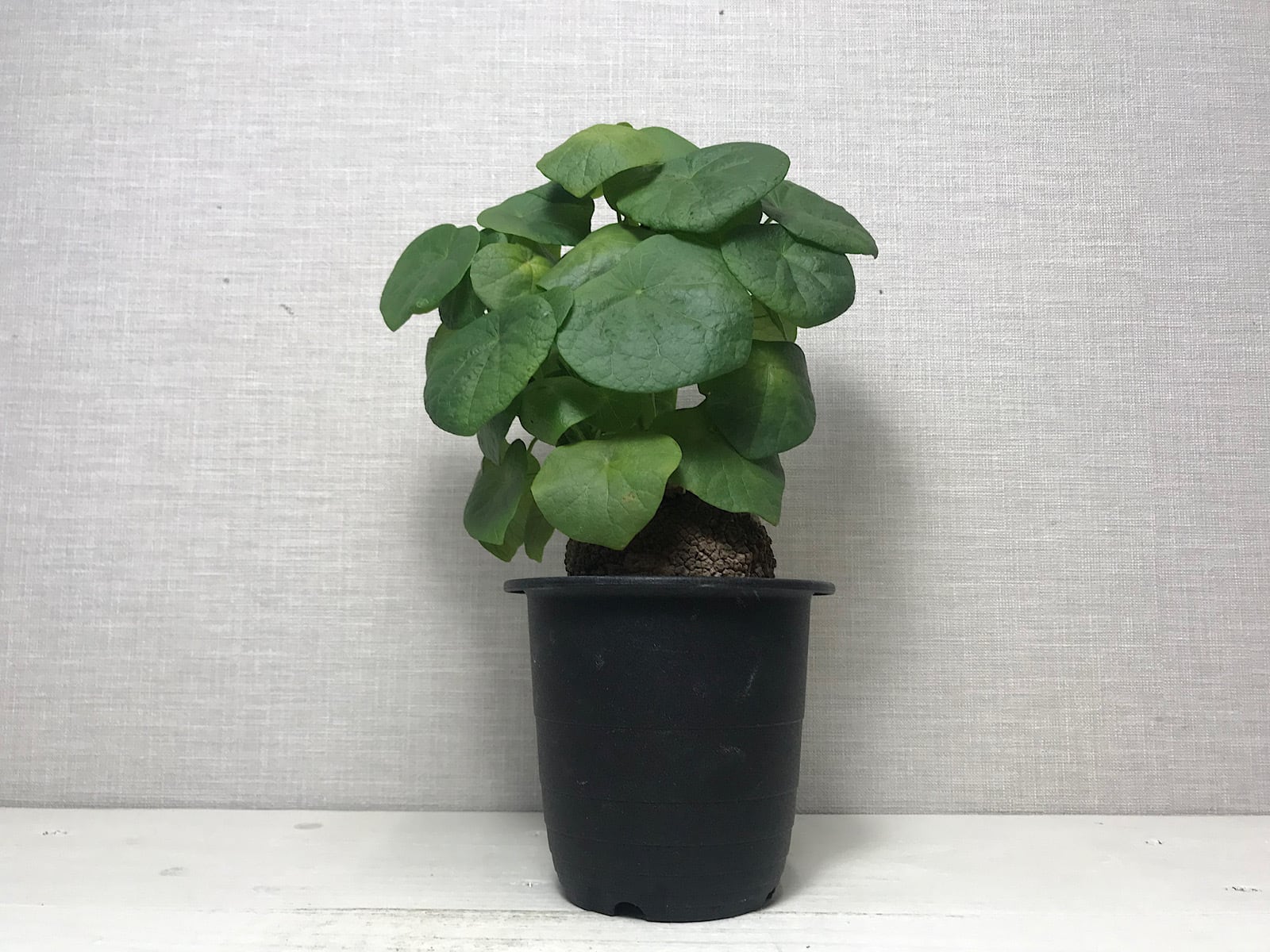ステファニア スベローサ